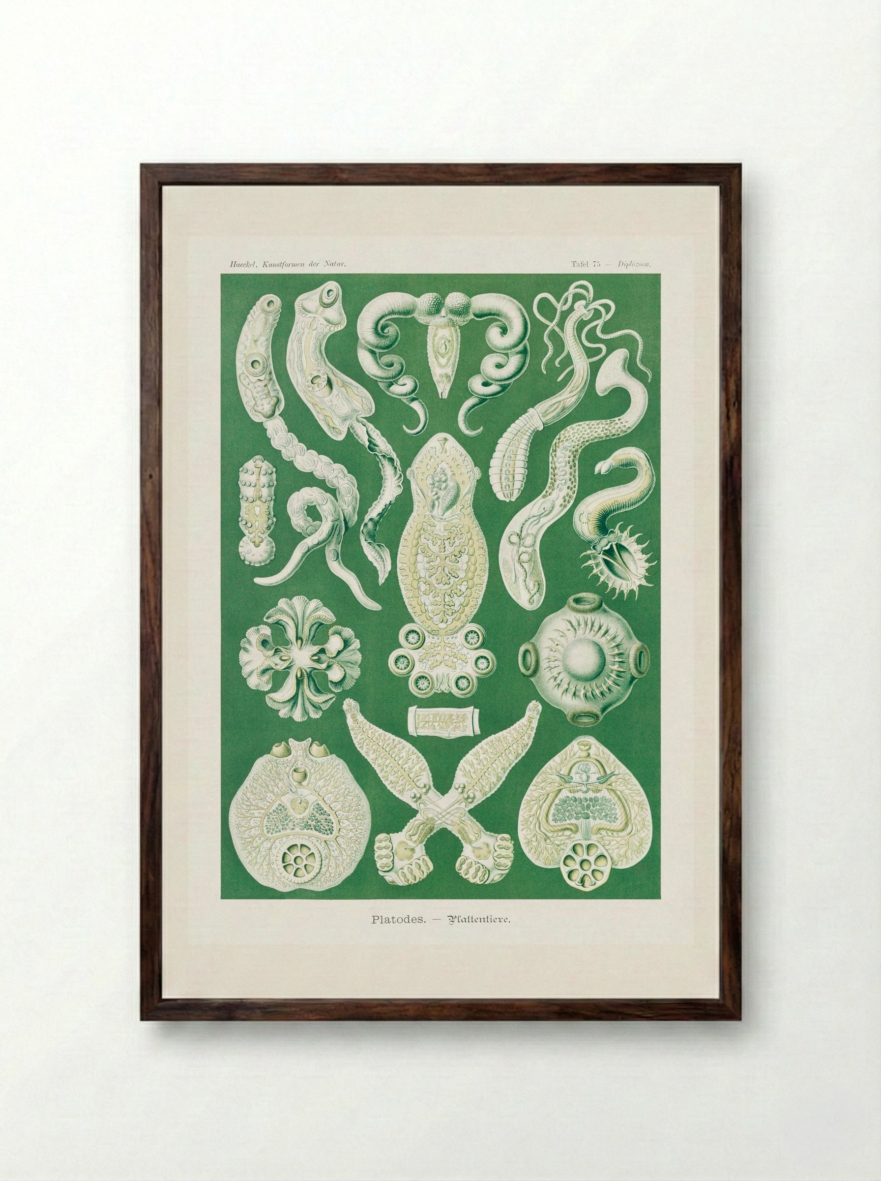 Platodes-Plattentiere (1904) - Ernst Haeckel - Framed Print Dark Wood