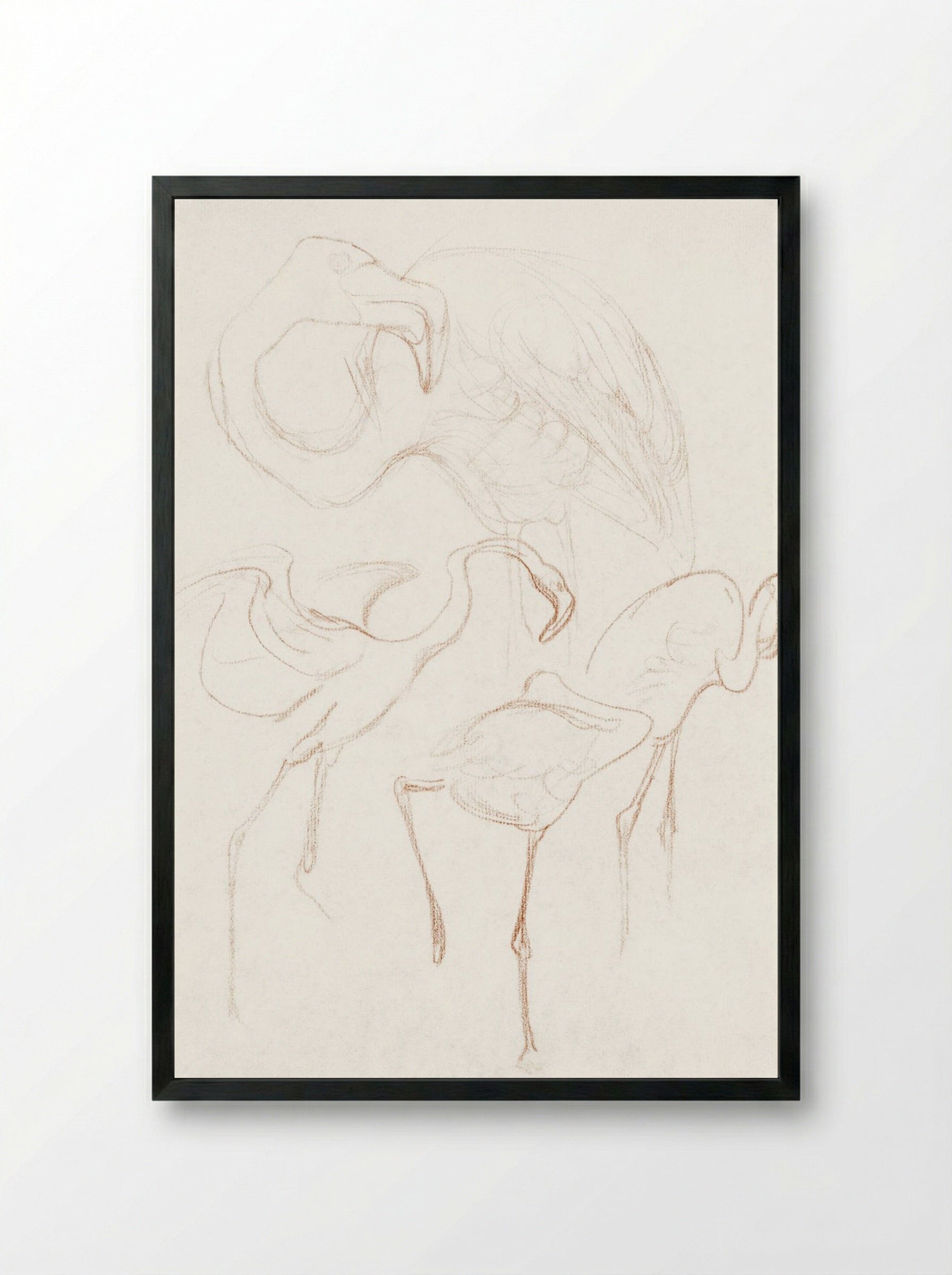 Studies of Flamingos - Theo van Hoytema - Framed Print Black