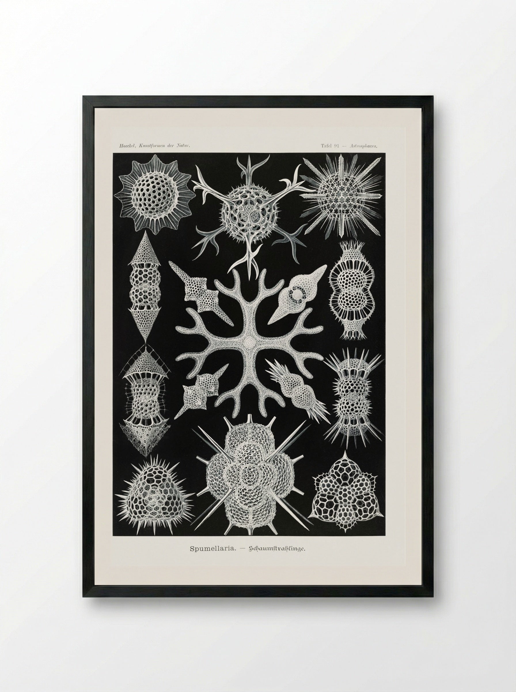 Spumellaria-Schaumstrahlinge (1904) - Ernst Haeckel - Framed Print Black