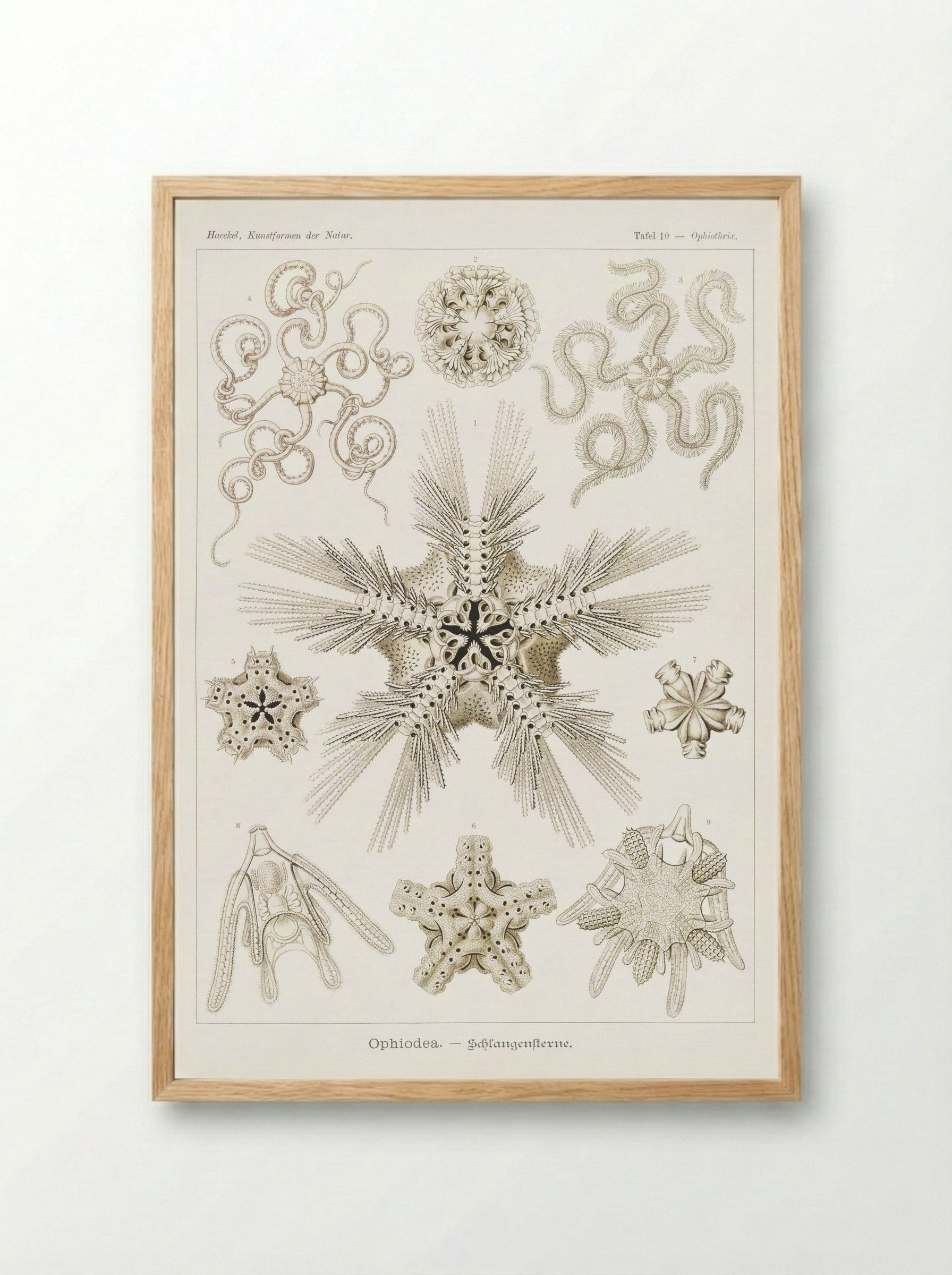 Ophiodea-Schlangensterne (1904) - Ernst Haeckel - Framed Print Wood