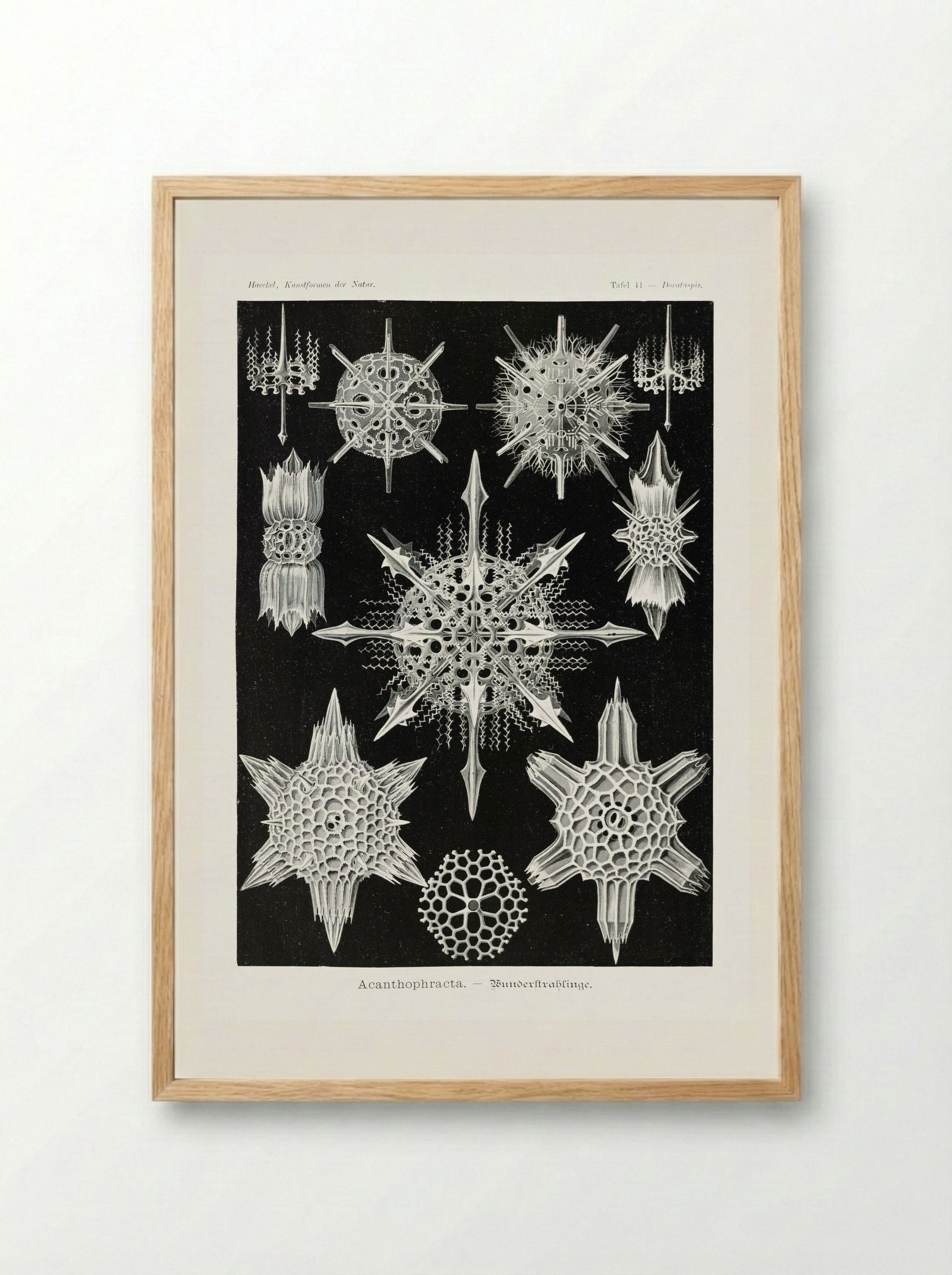 Acanthophracta-Wunderstrahlinge (1904) - Ernst Haeckel - Framed Print Wood
