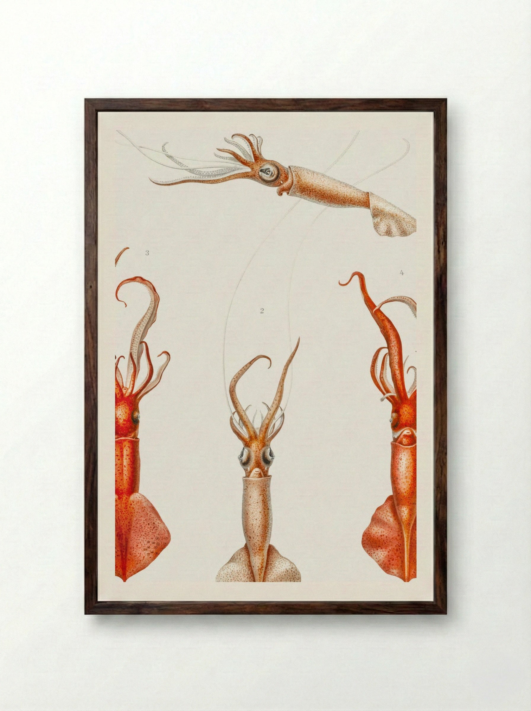 Whiplash Squid Illustration (1898-1899) - Carl Chun - Framed Print Dark Wood