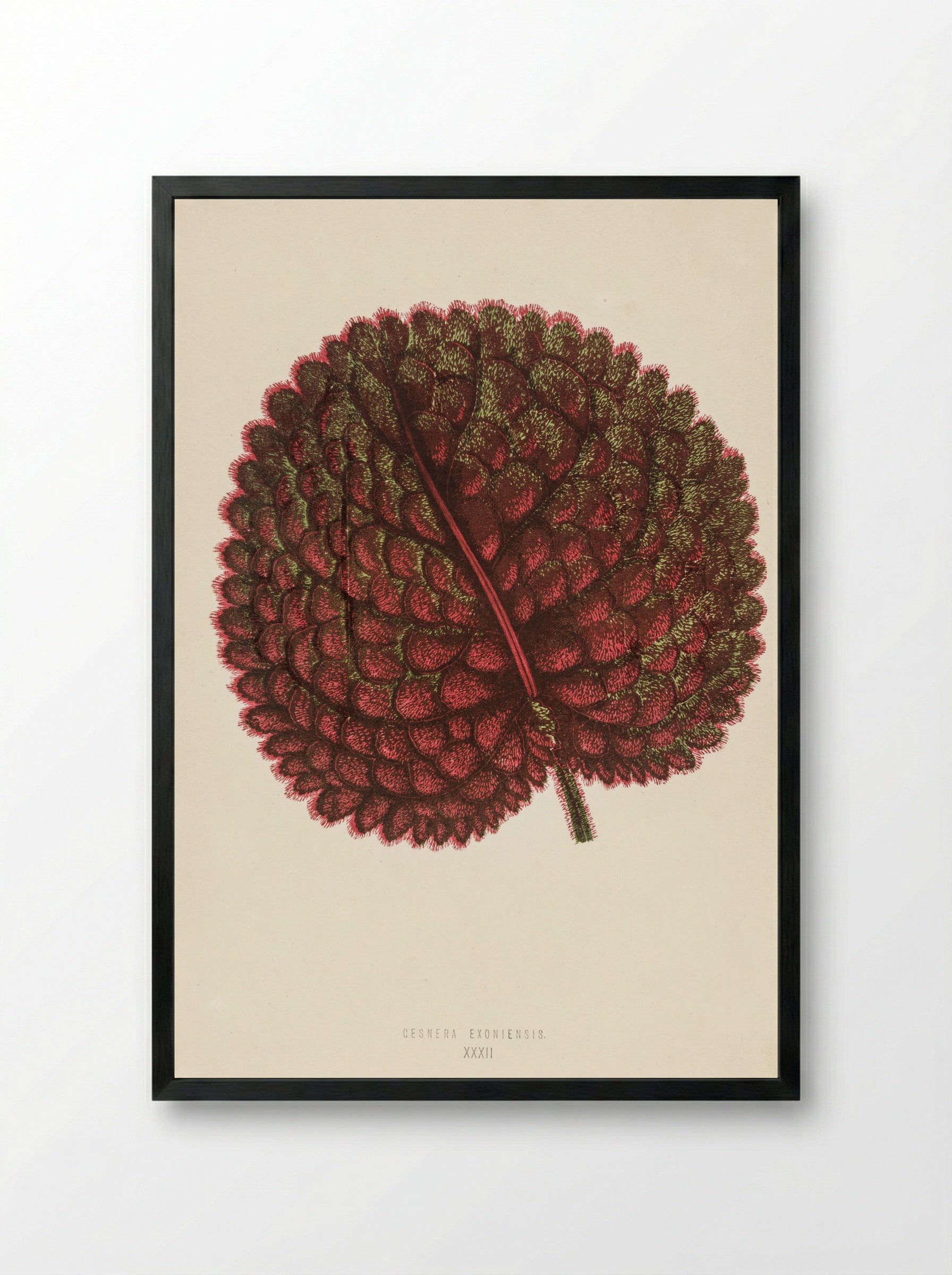 Gesnera exoniensis - Benjamin Fawcett - Framed Print Black