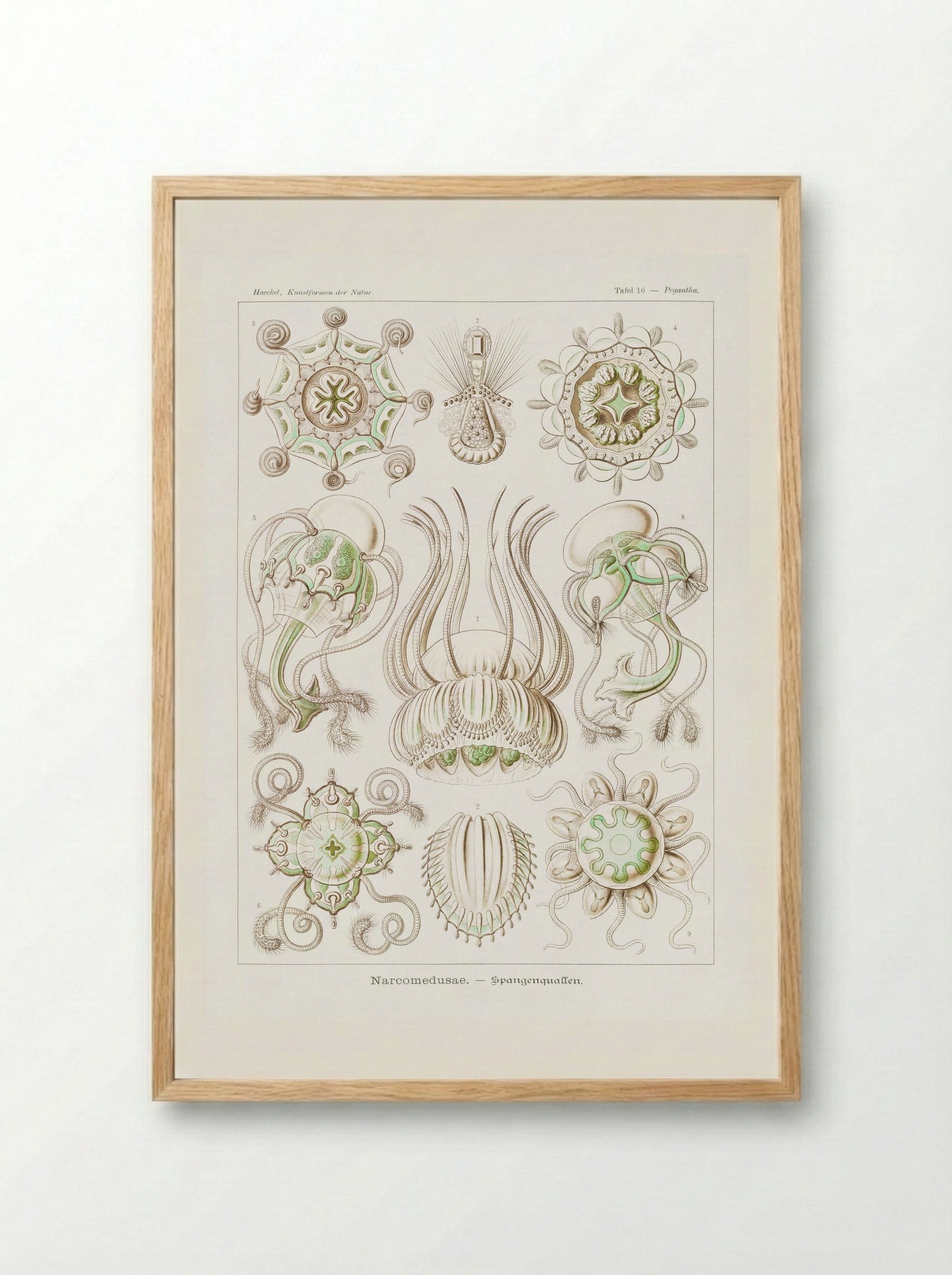 Narcomedusae-Spangenquallen (1904) - Ernst Haeckel - Framed Print Wood