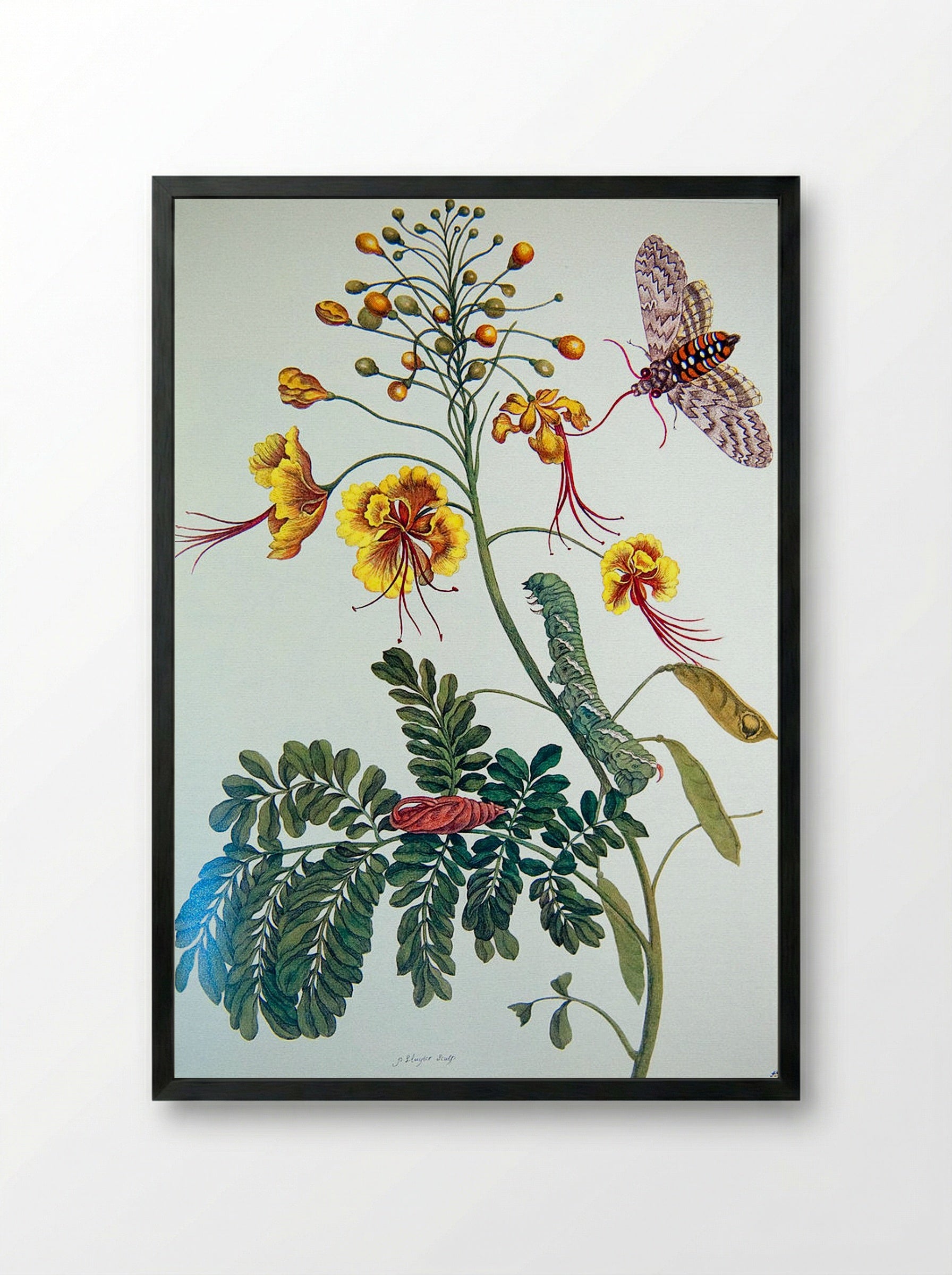 From Metamorphosis insectorum Surinamensium, Plate XLV - Maria Sibylla Merian - Framed Print Black