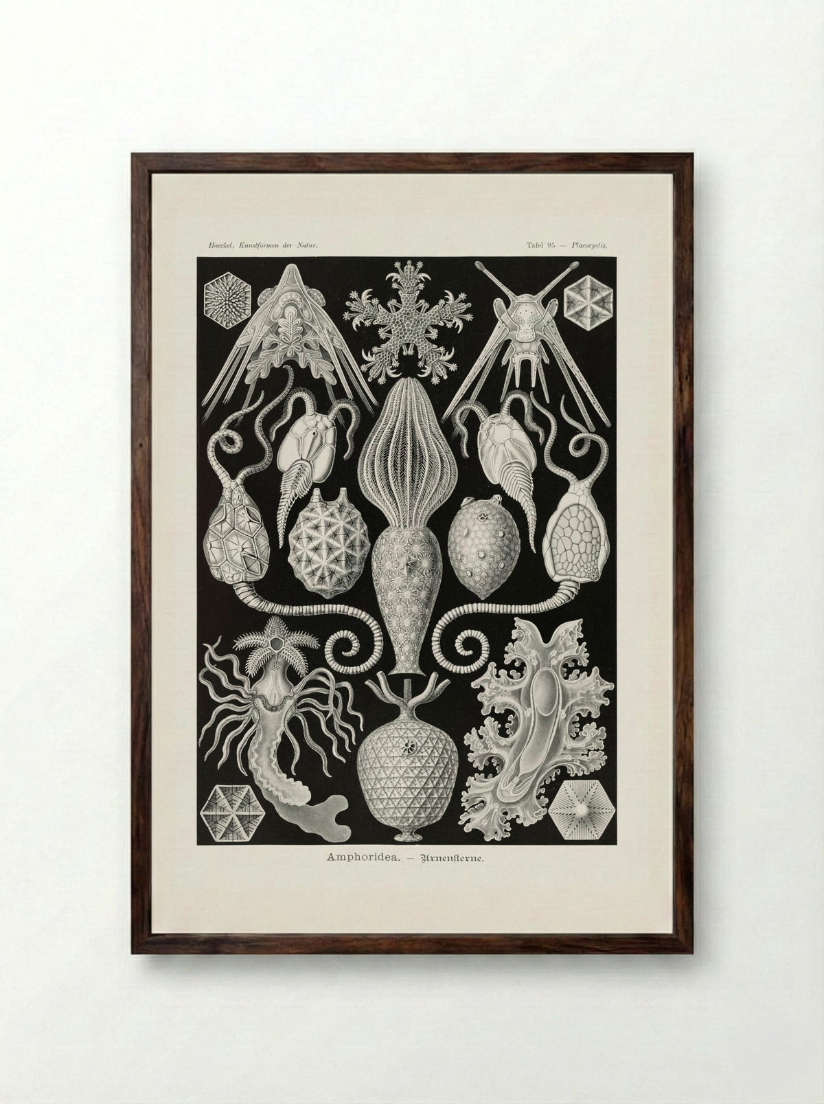 Amphoridea-Urnensterne (1904) - Ernst Haeckel - Framed Print Dark Wood
