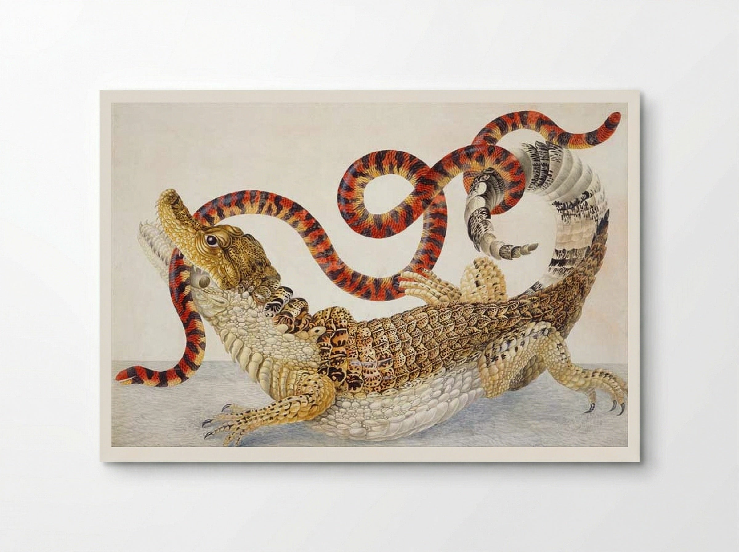 Spectacled Caiman (Caiman crocodilus) and a False Coral Snake (Anilius scytale) - Maria Sibylla Merian - Poster