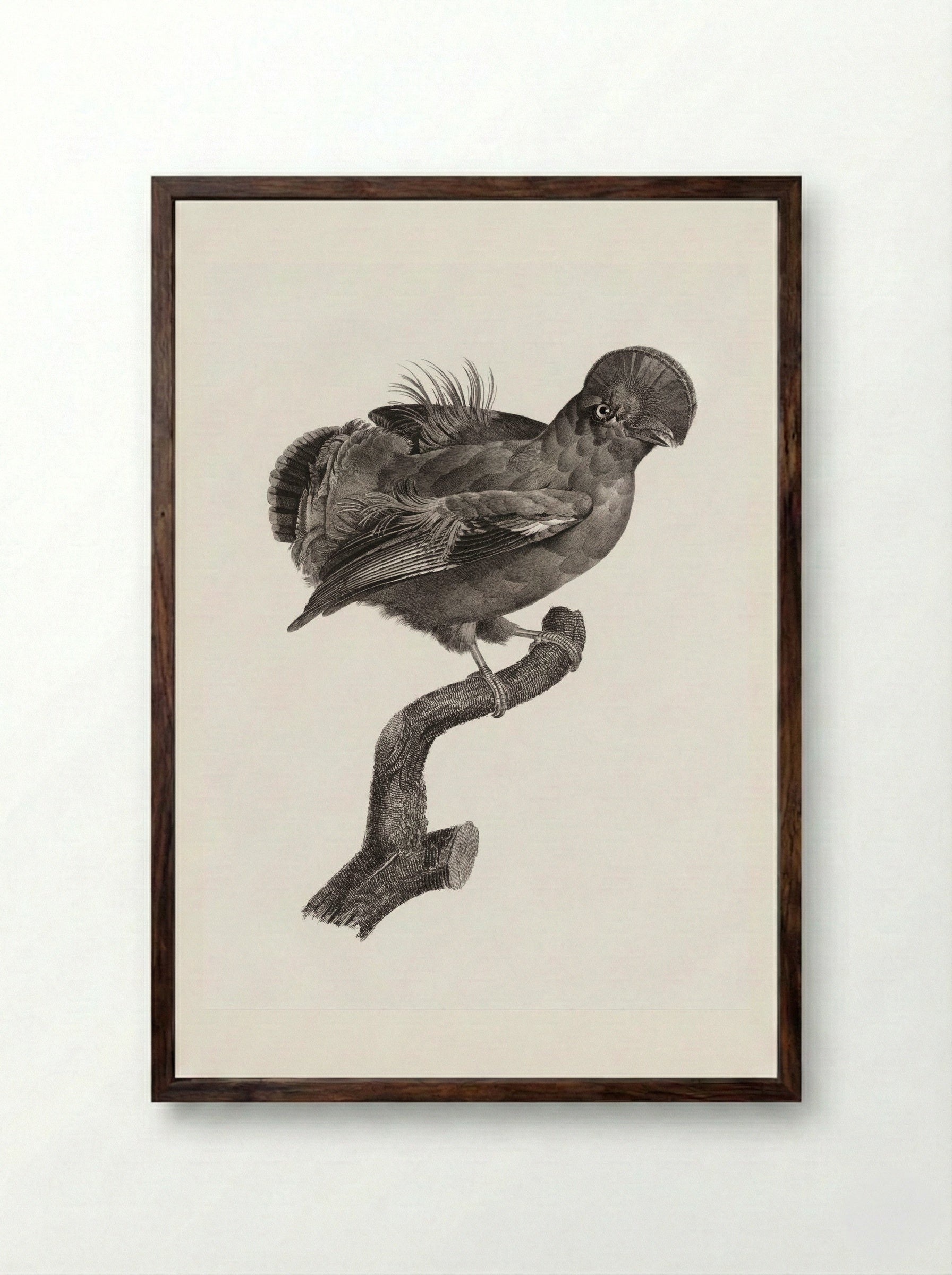 Guianan Cock-of-the-Rock, Male - Jacques Barraband - Framed Print Dark Wood