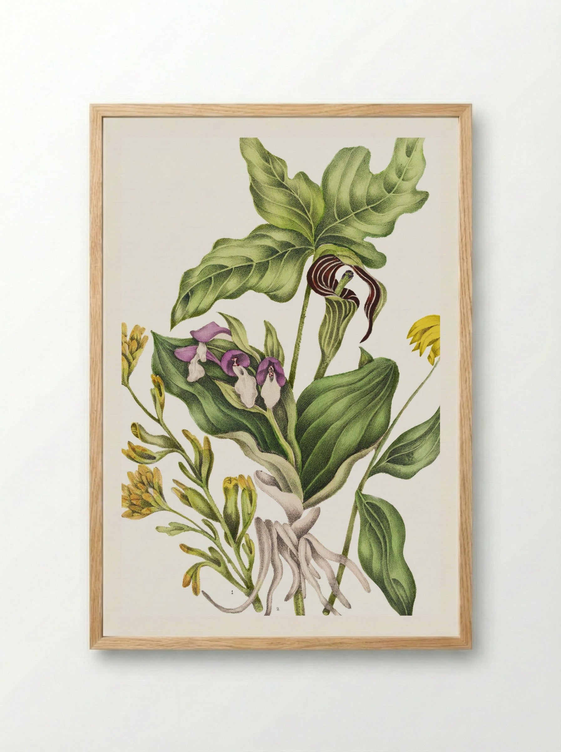 Castilleia Coccinea (1869) - Unknown Artist - Framed Print Wood