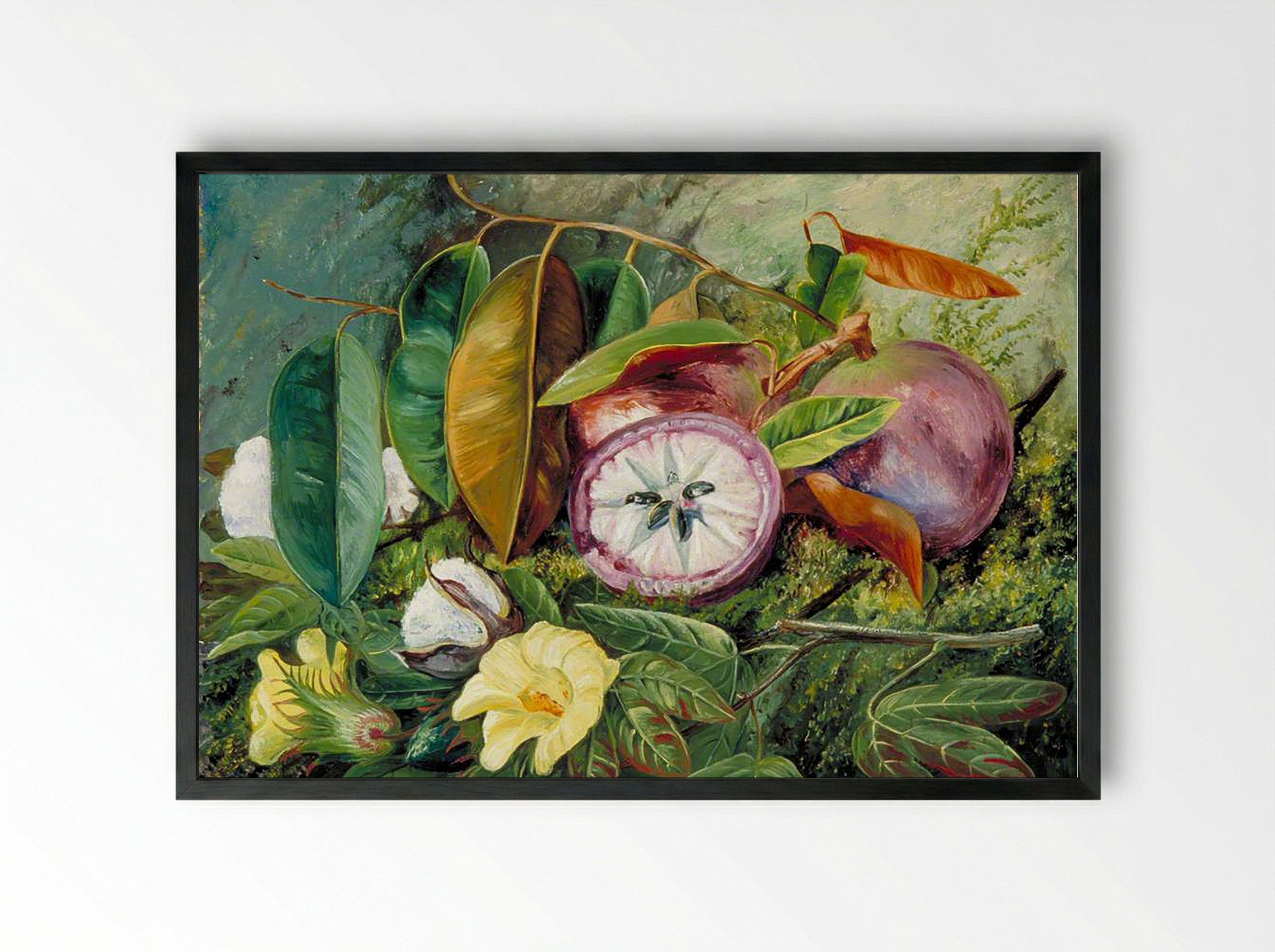 Foliage, Flowers and Seed-Vessels of Cotton and Fruit of Star Apple, Jamaica - Marianne North - Framed Print Black