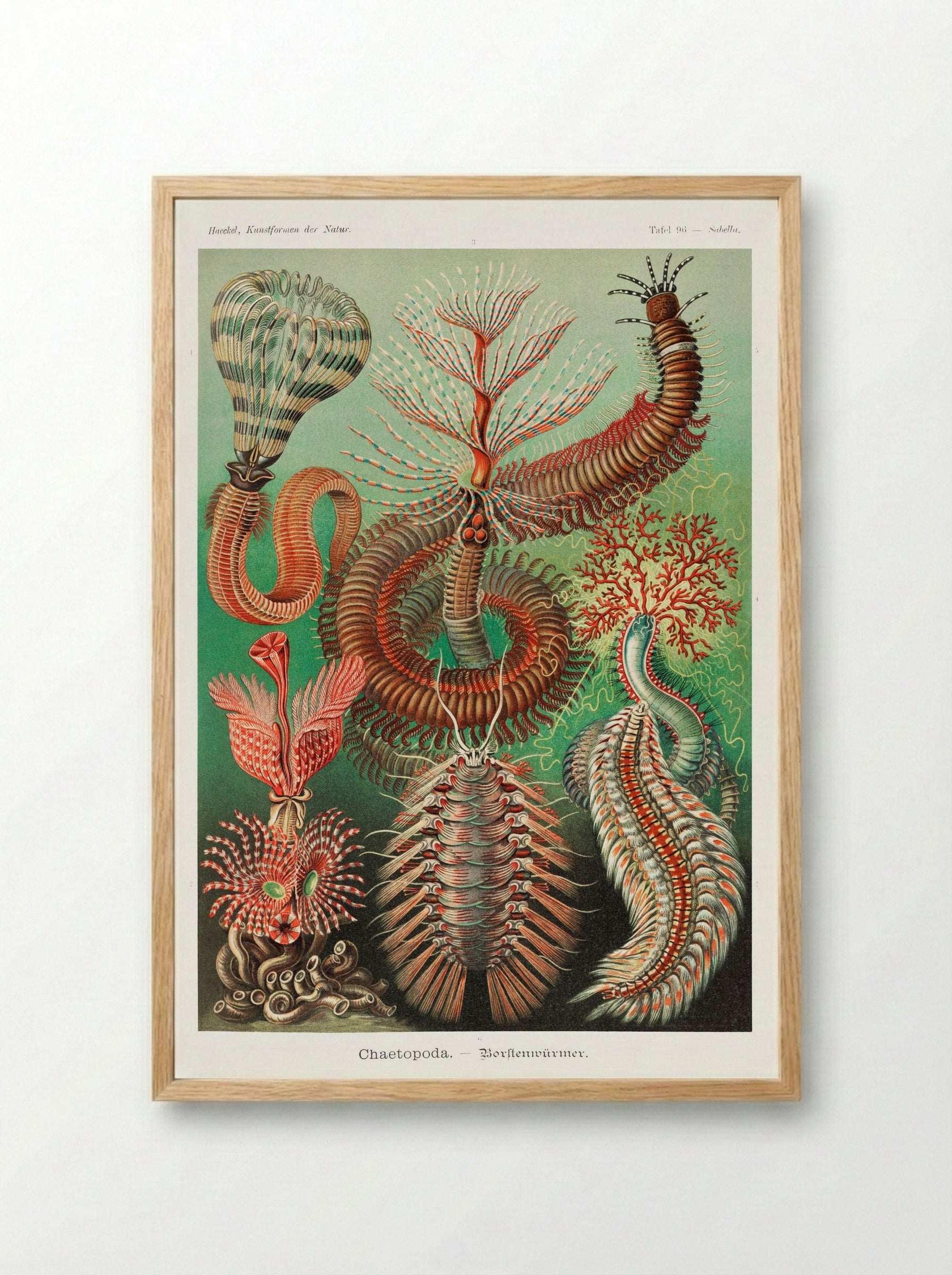 Chaetopoda-Borstenwürmer (1904) - Ernst Haeckel - Framed Print Wood