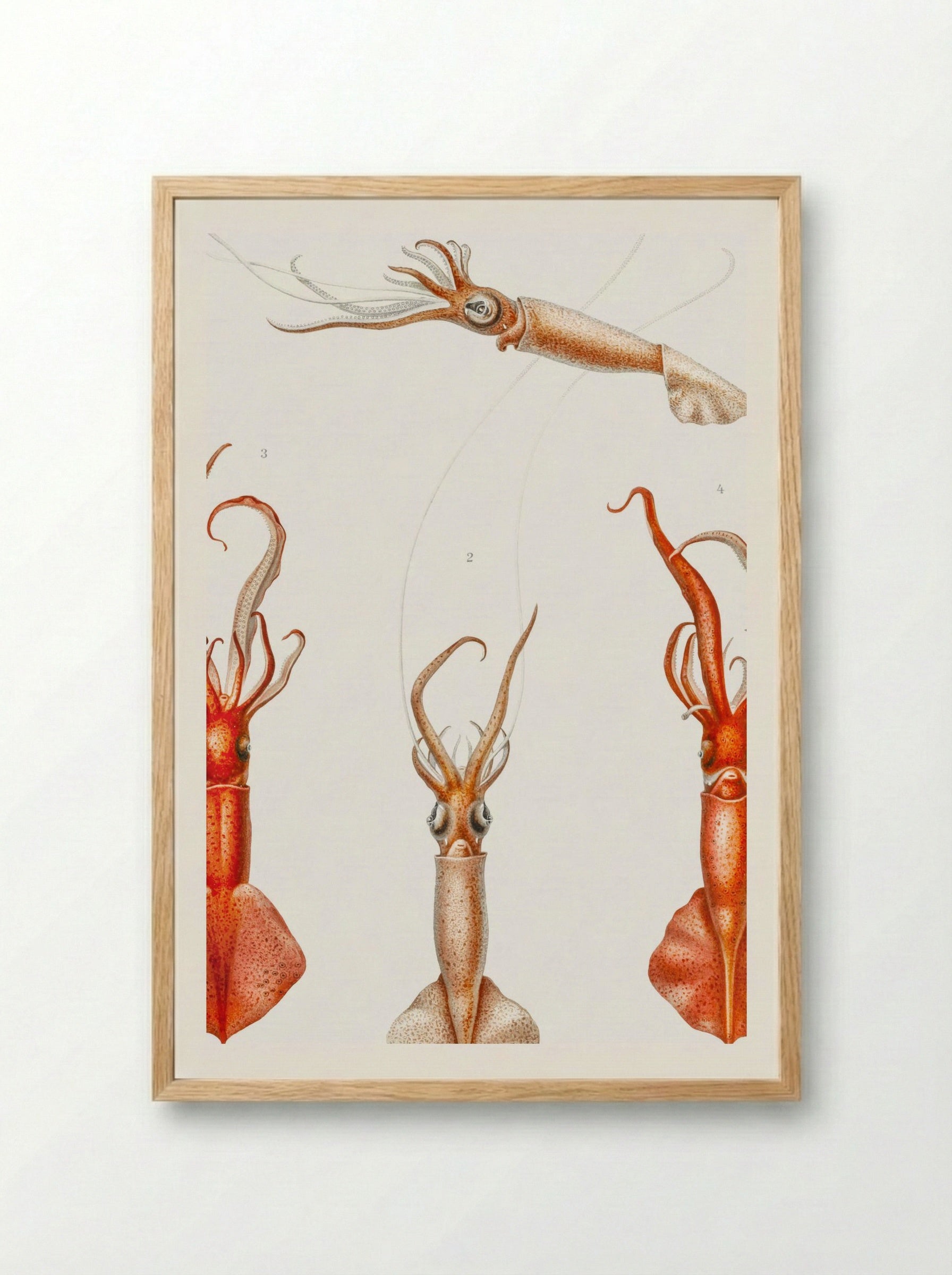 Whiplash Squid Illustration (1898-1899) - Carl Chun - Framed Print Wood