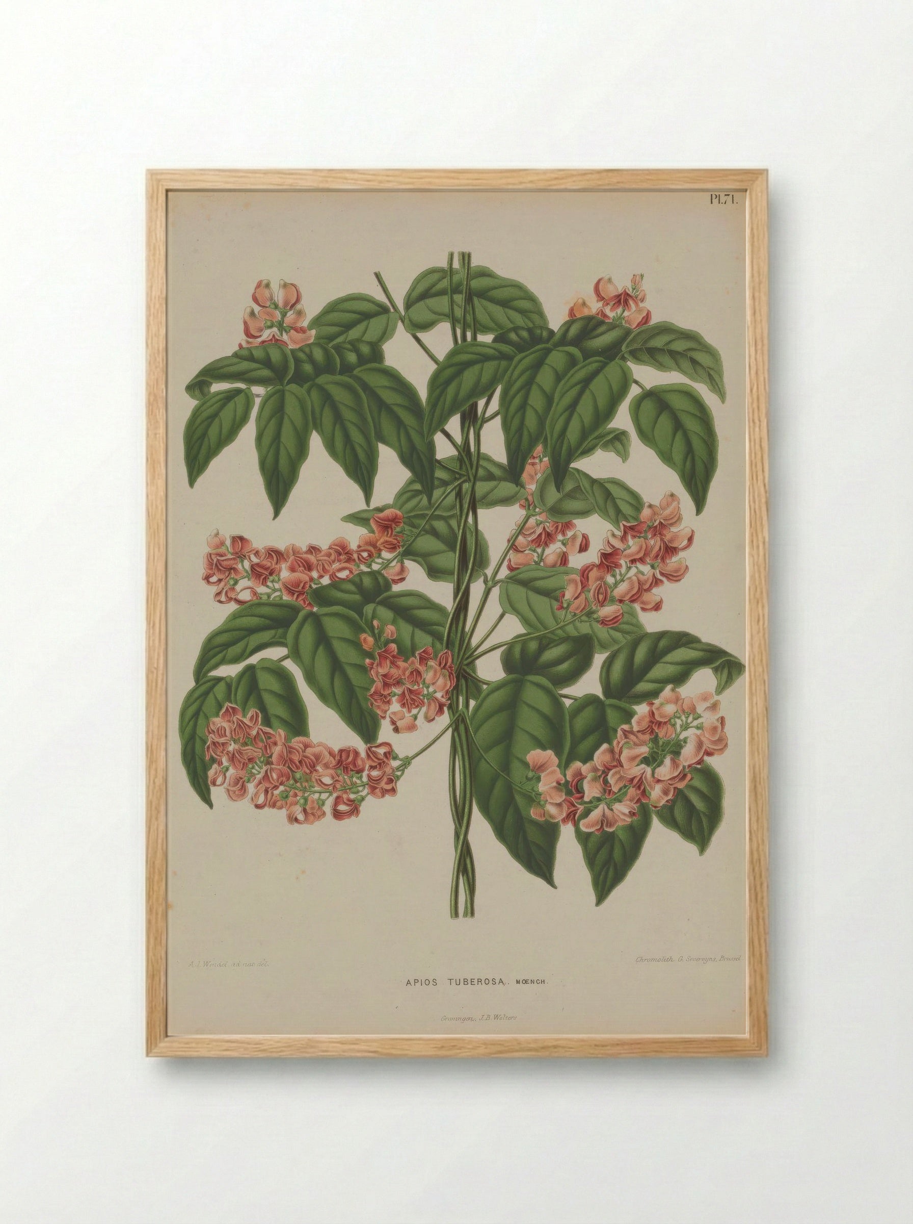 Apios Americana Medik. - A. J. Wendel - Framed Print Wood