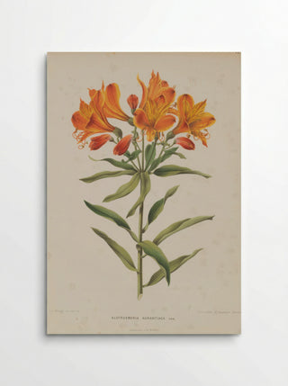 Alstroemeria Aurea Graham - A. J. Wendel