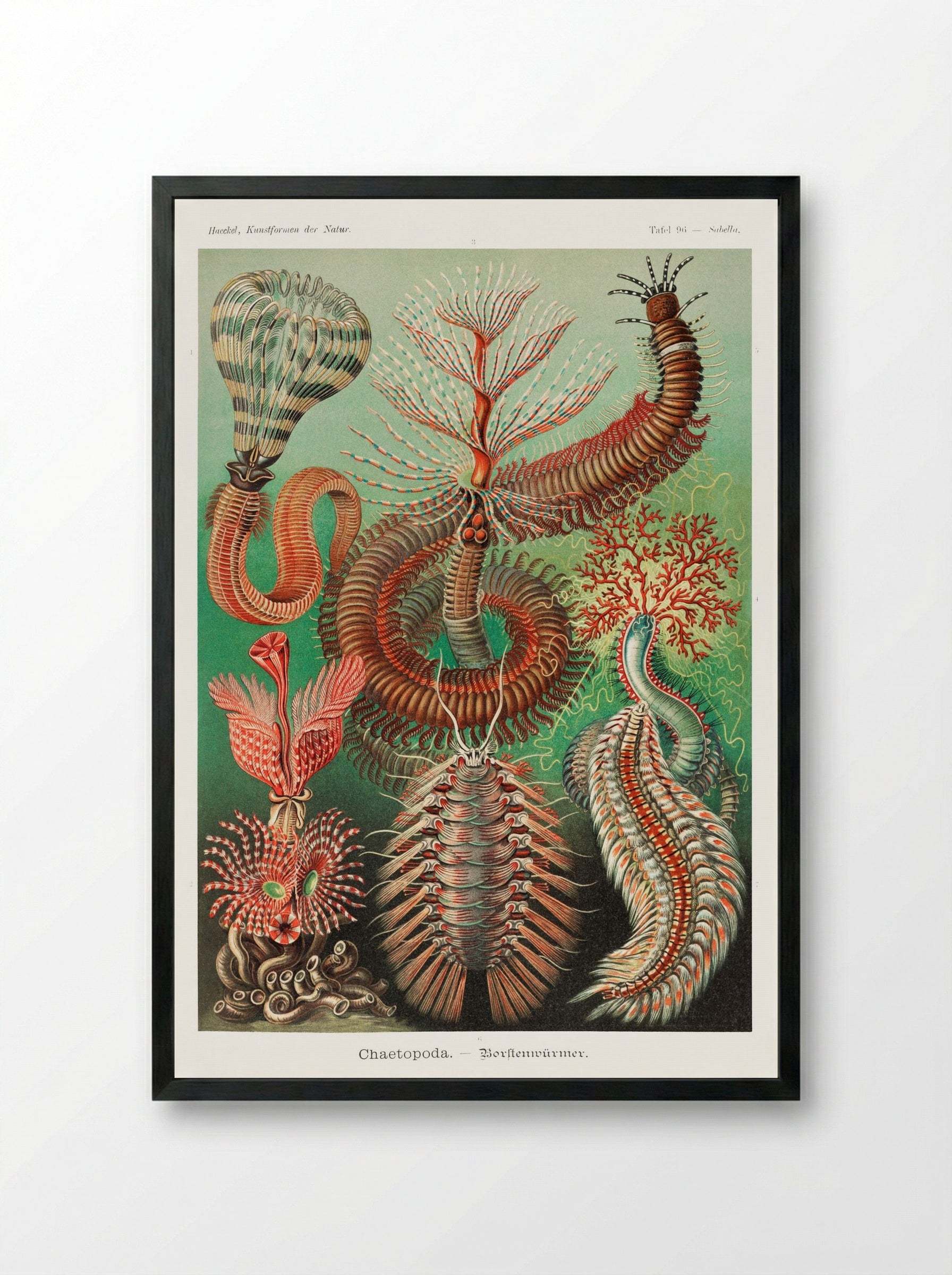Chaetopoda-Borstenwürmer (1904) - Ernst Haeckel - Framed Print Black