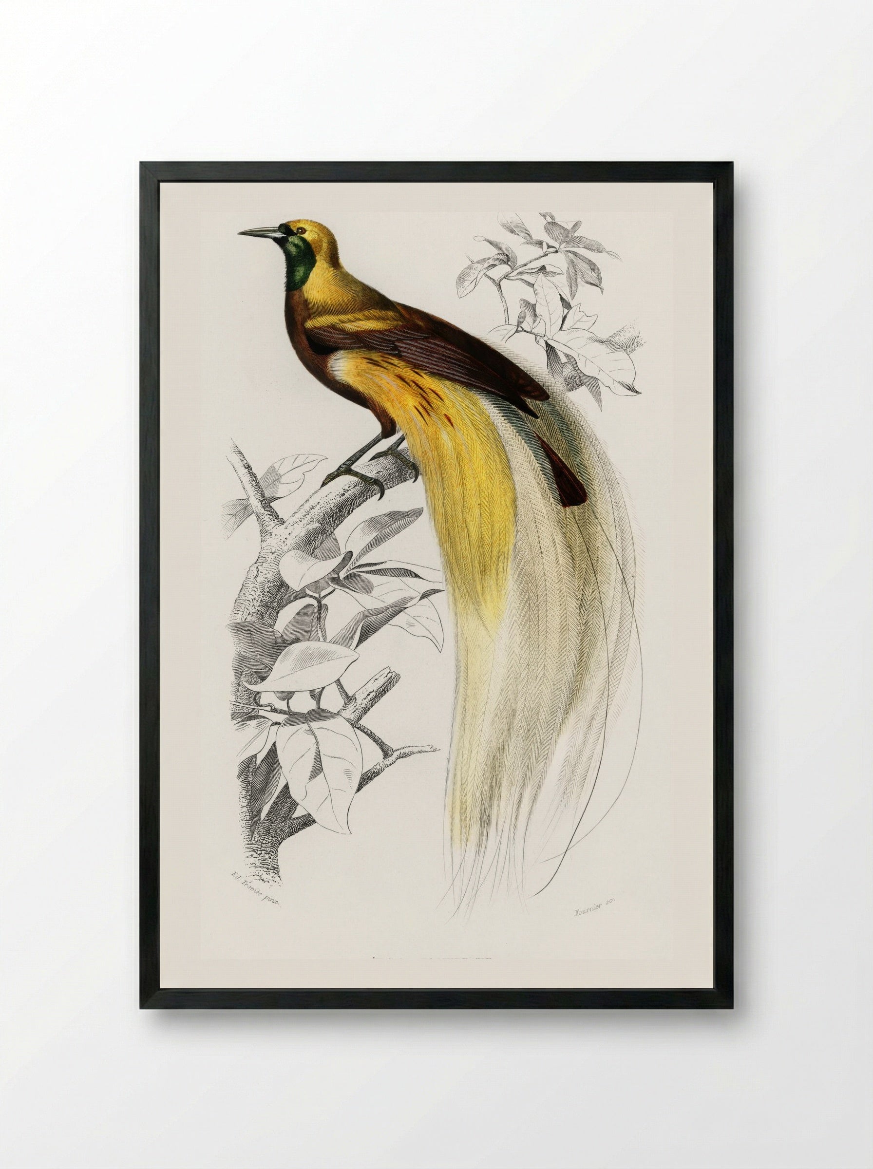 Paradisaea Apoda - Charles Dessalines D'Orbigny - Framed Print Black