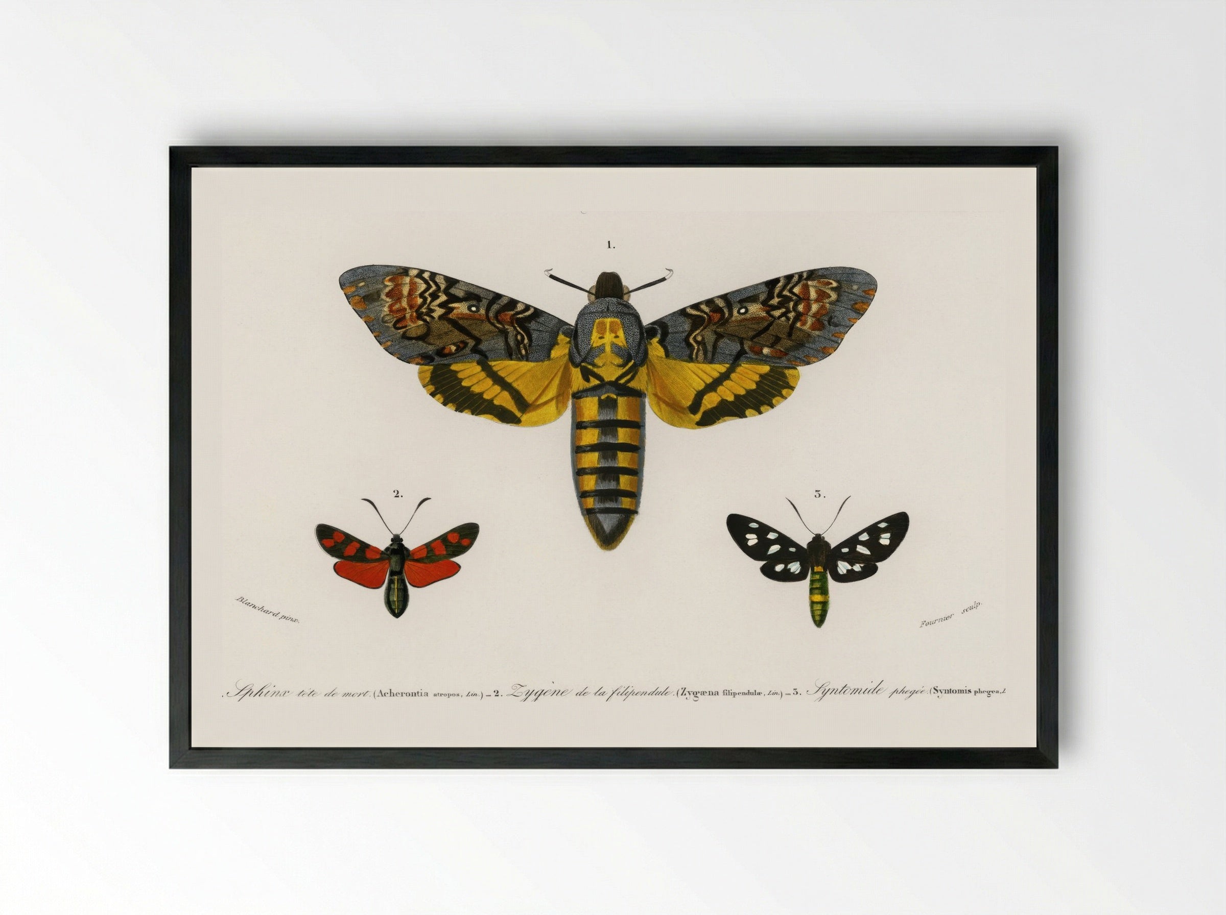 Collection of Moths - Charles Dessalines D'Orbigny - Framed Print Black