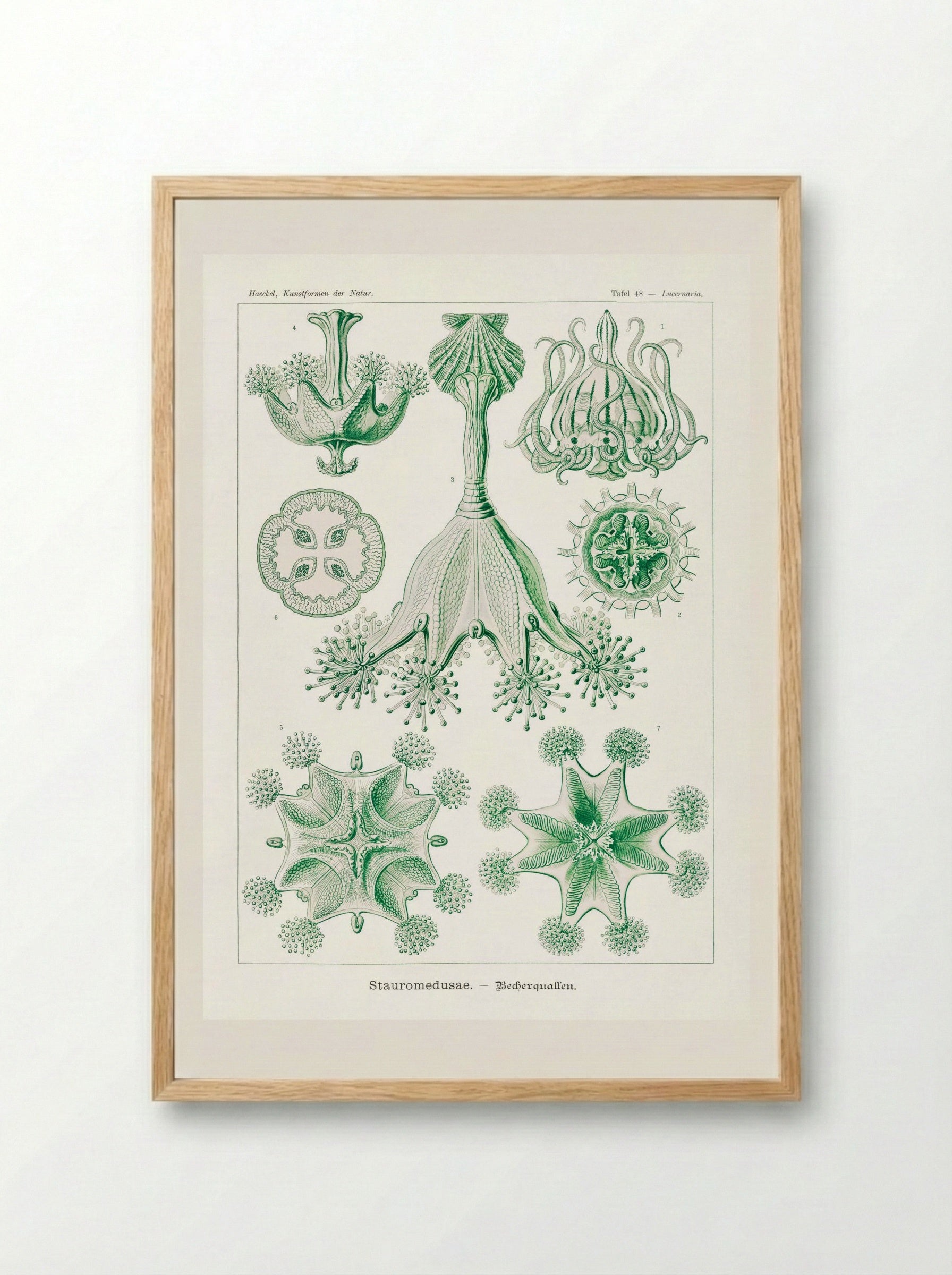 Stauromedusae-Becherquallen (1904) - Ernst Haeckel - Framed Print Wood