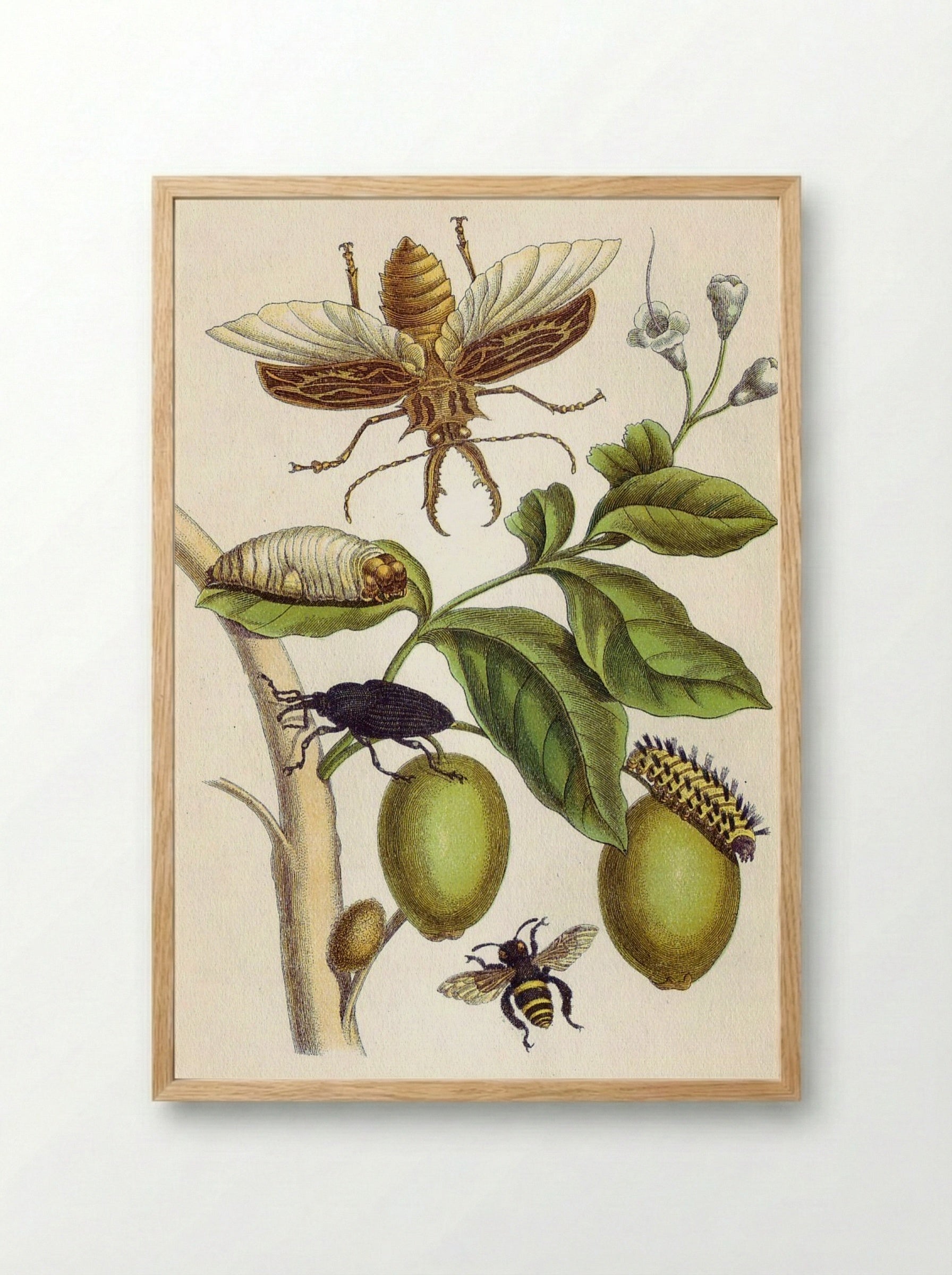 from Metamorphosis insectorum Surinamensium, Plate XLVIII - Maria Sibylla Merian - Framed Print Wood
