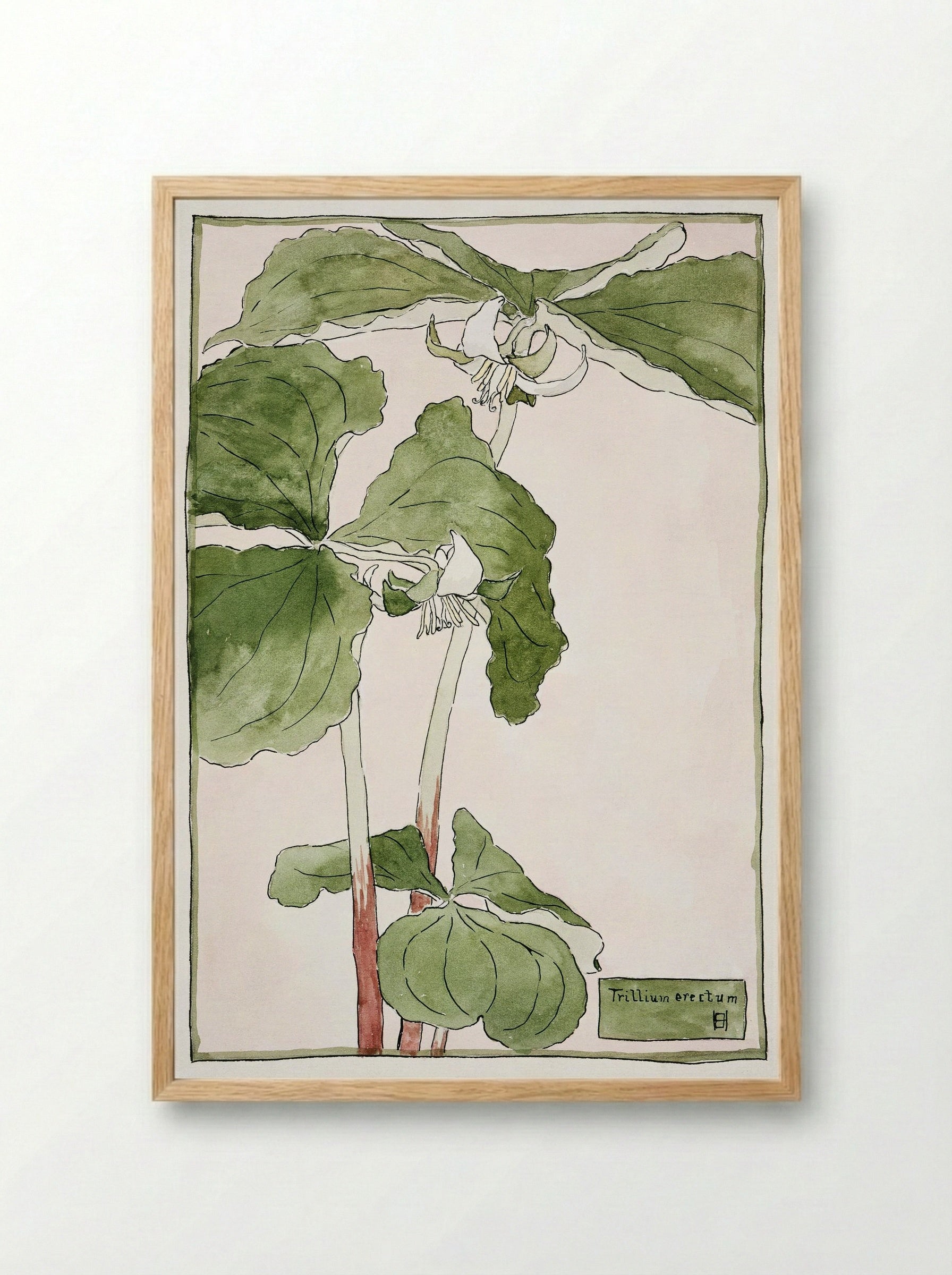 Trillium Erectum (1915) - Hannah Borger Overbeck - Framed Print Wood
