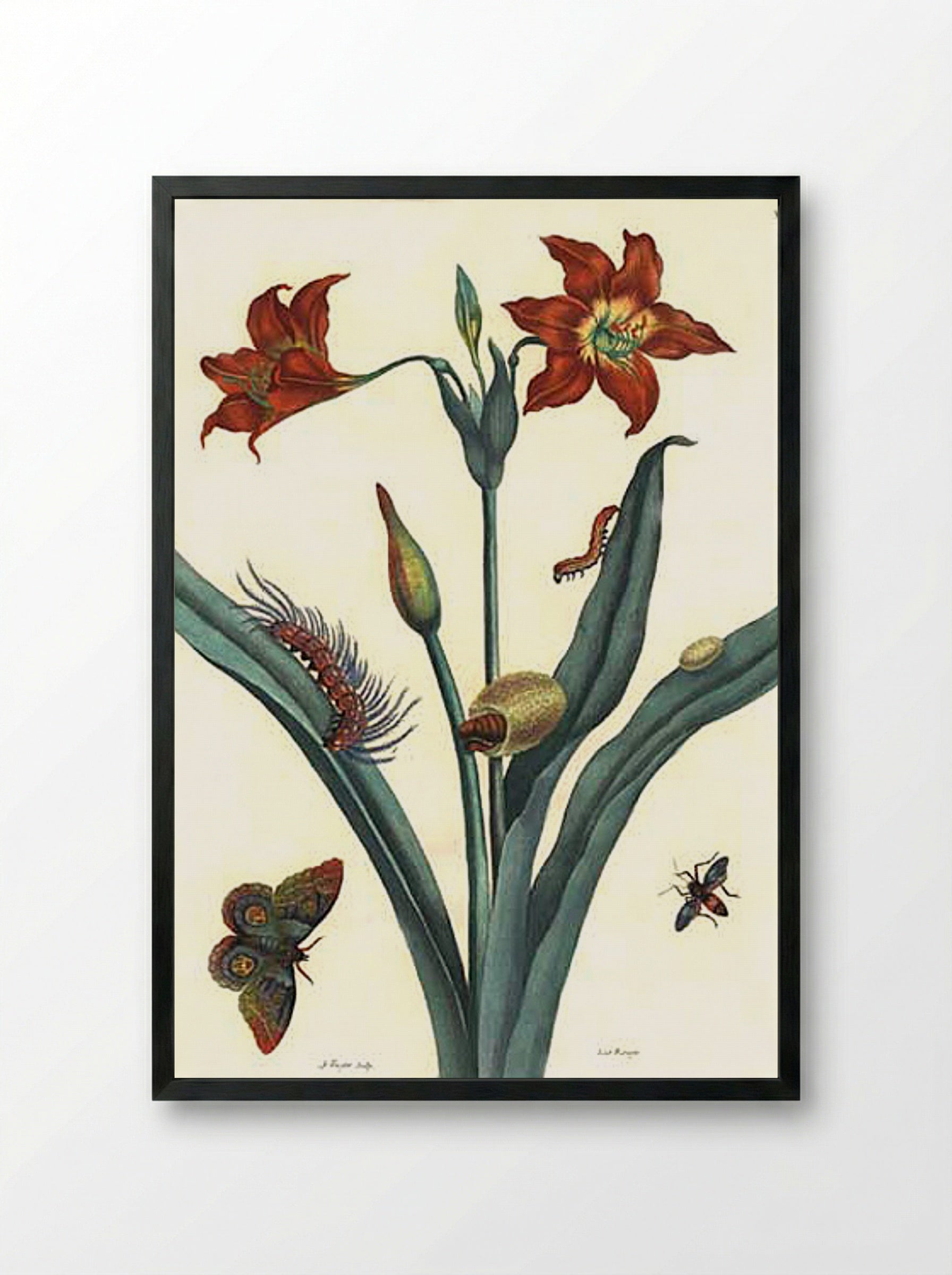 Rote Lilie - Maria Sibylla Merian - Framed Print Black