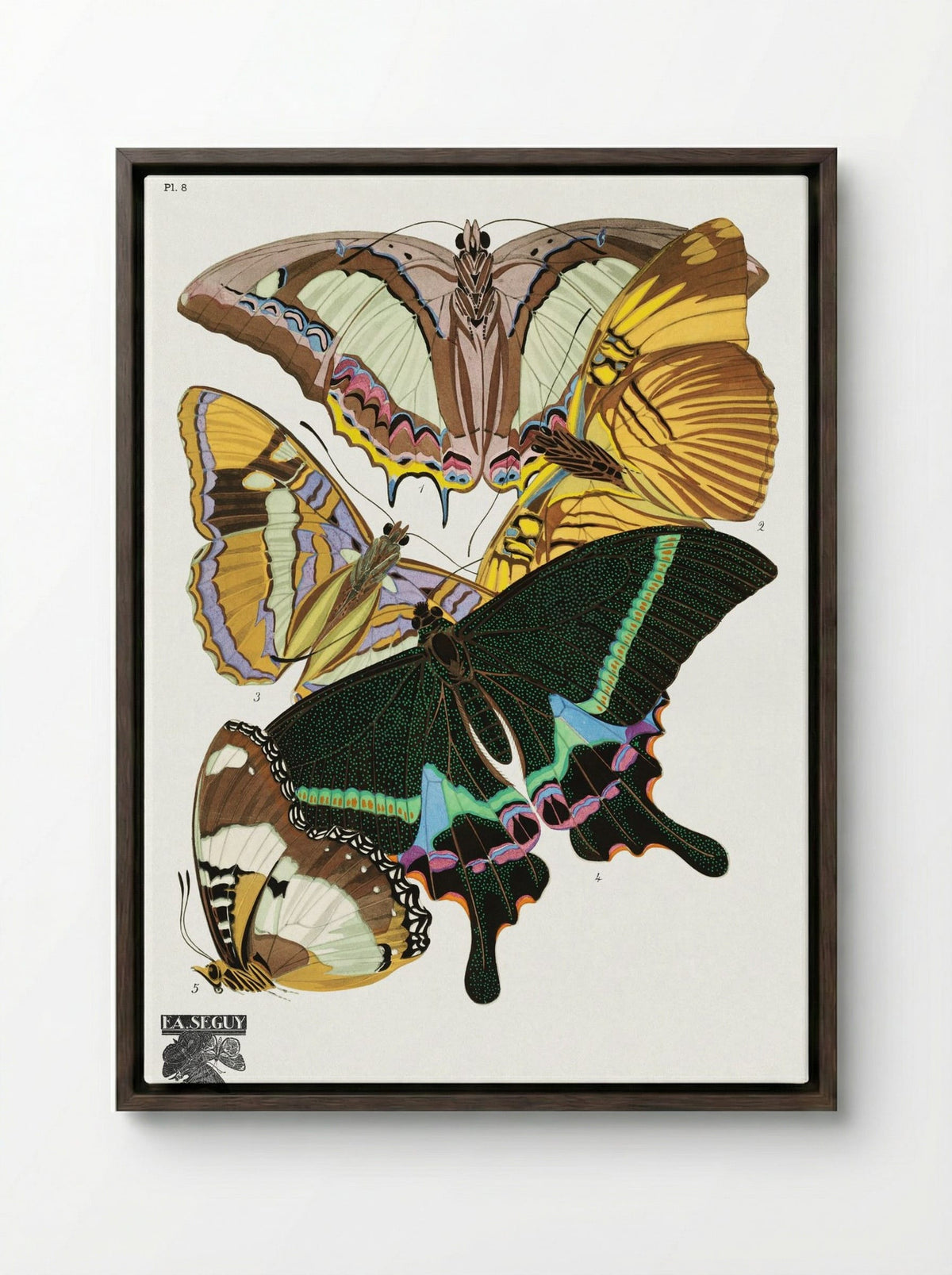 Butterflies (Plate 8) - Émile-Allain Séguy - Framed Canvas Dark Wood