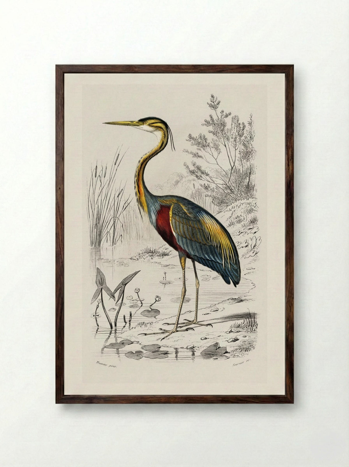 Purple Heron - Charles Dessalines D'Orbigny - Framed Print Dark Wood