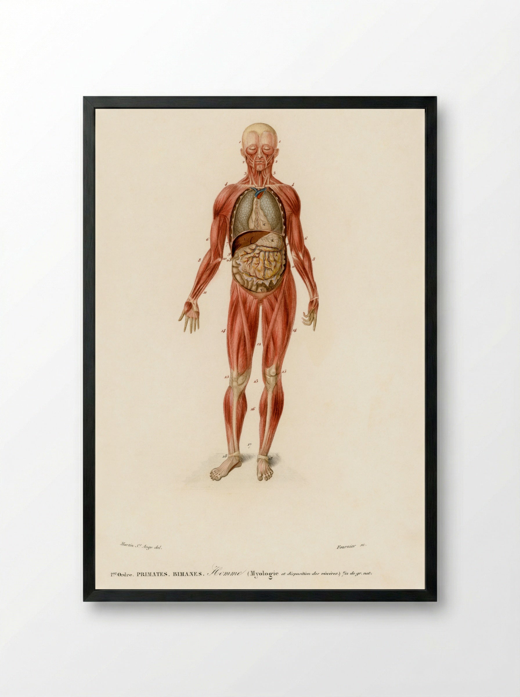 Myology and Disposition of the Viscera - Charles Dessalines D'Orbigny - Framed Print Black