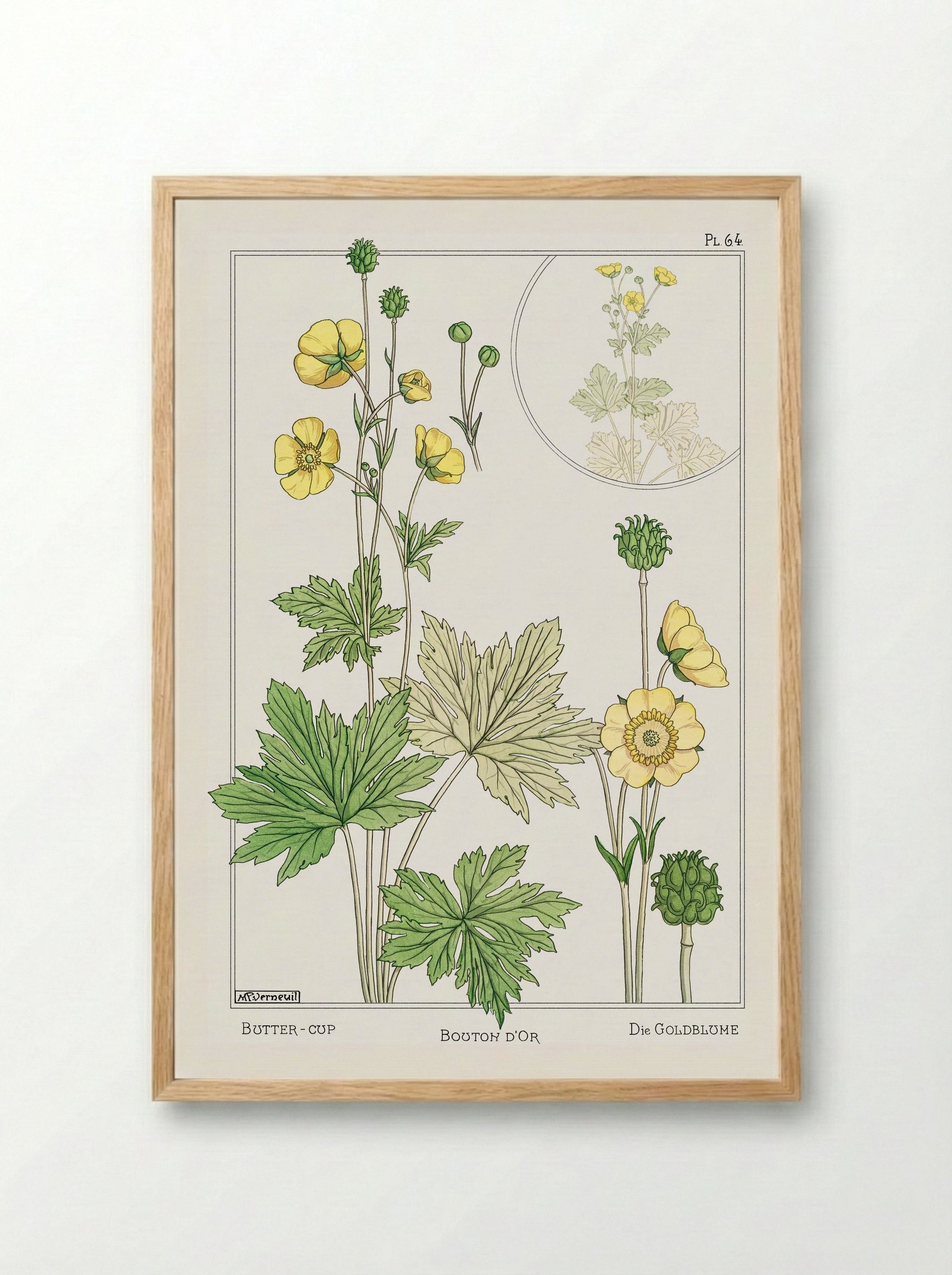 Bouton d'Or (Buttercup) - Maurice Pillard Verneuil - Framed Print Wood