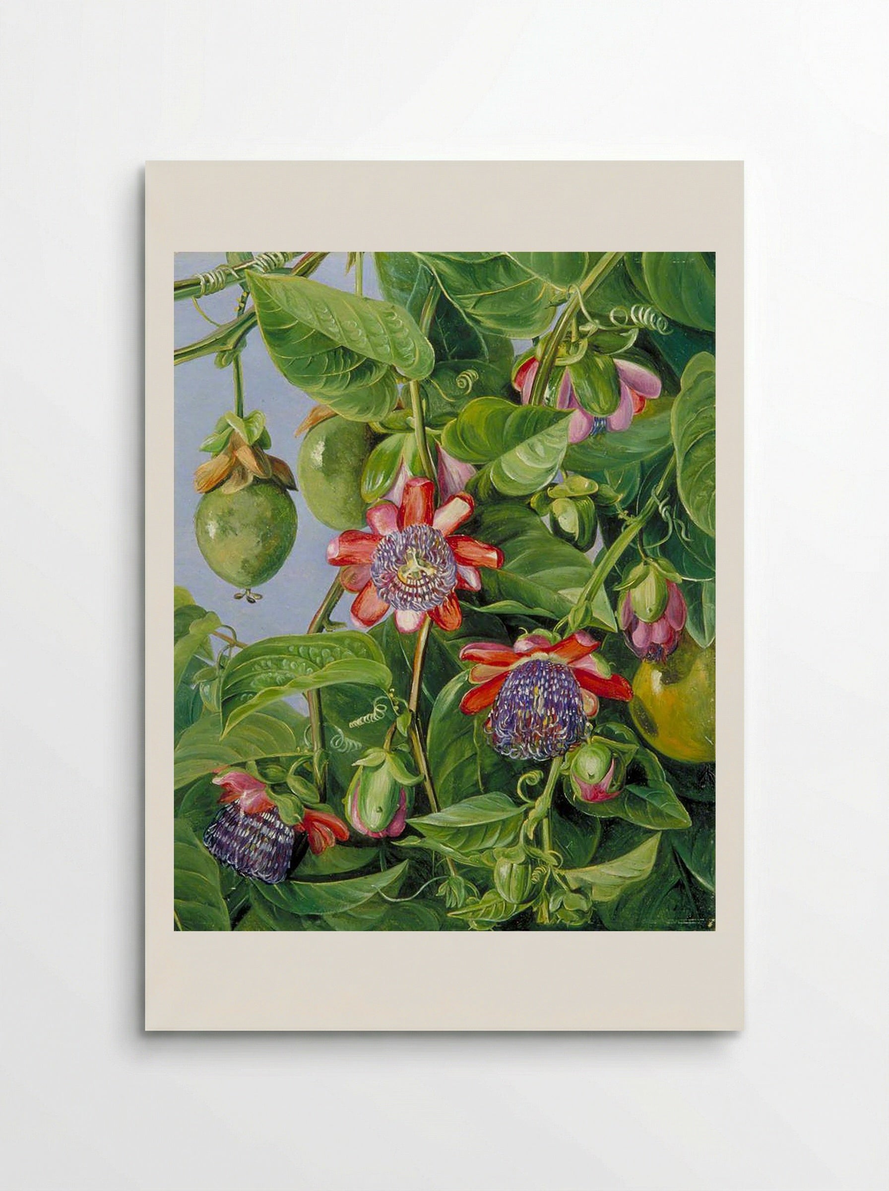 Flowers and Fruit of the Maricojas Passion Flower, Brazil - Marianne North - Poster