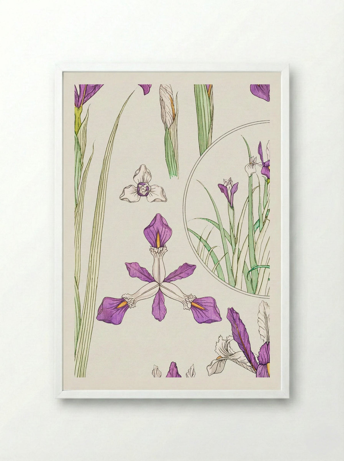 Iris, from La Plante et ses Applications ornementales - Maurice Pillard Verneuil - Framed Print White