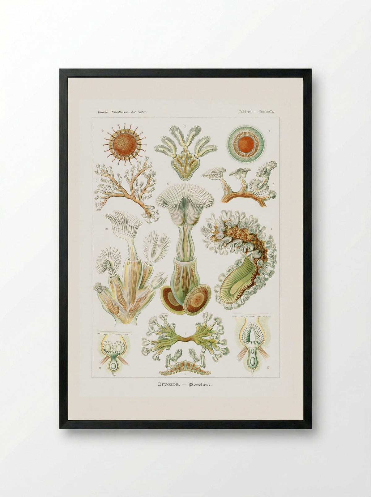 Bryozoa-Moostiere (1904) - Ernst Haeckel - Framed Print Black