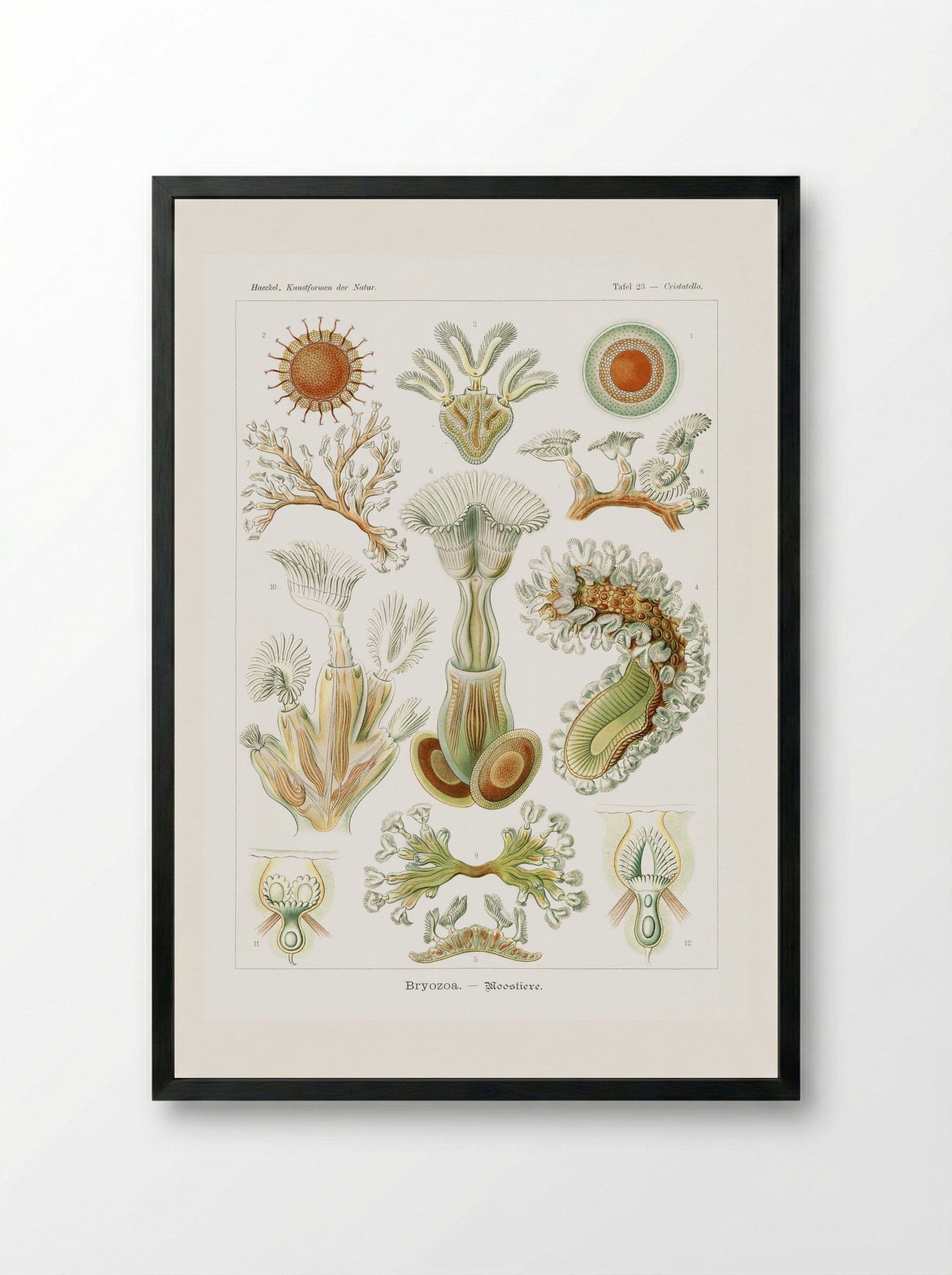 Bryozoa-Moostiere (1904) - Ernst Haeckel - Framed Print Black