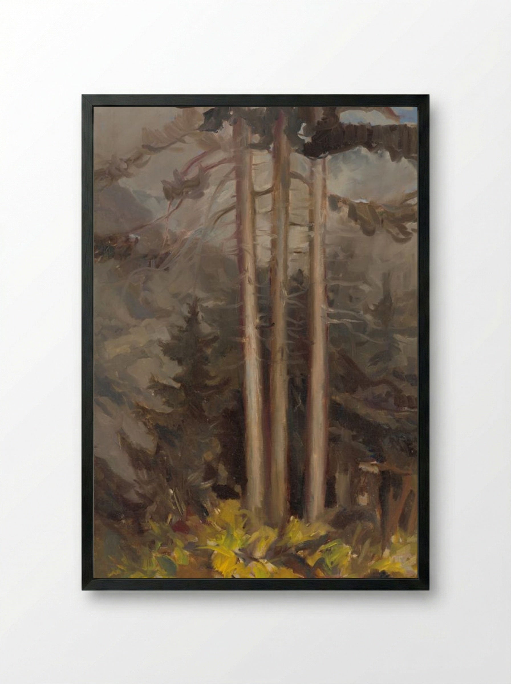 Spruce - Zolo Palugyay - Framed Print Black