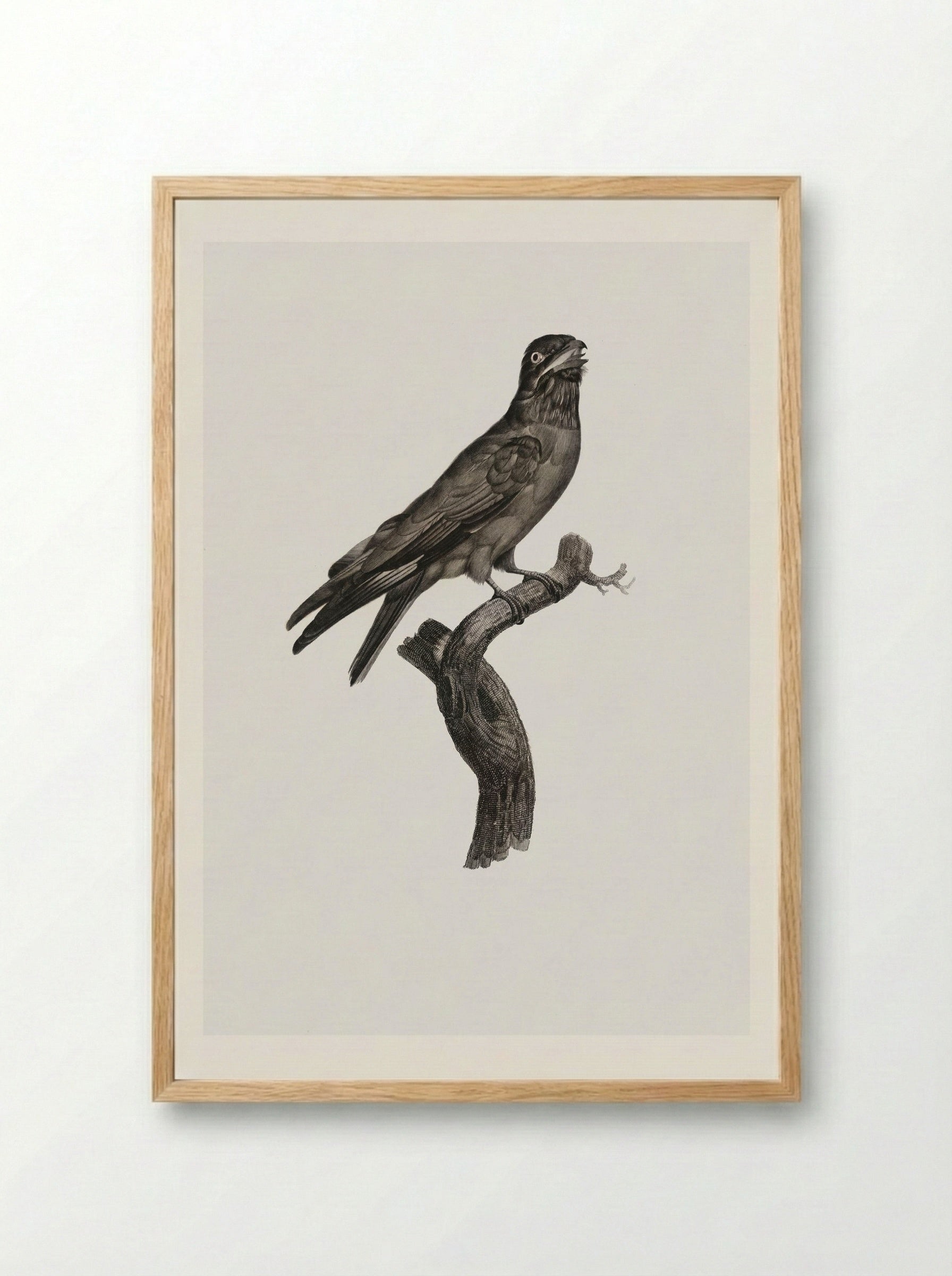 Blue-throated Roller - Jacques Barraband - Framed Print Wood
