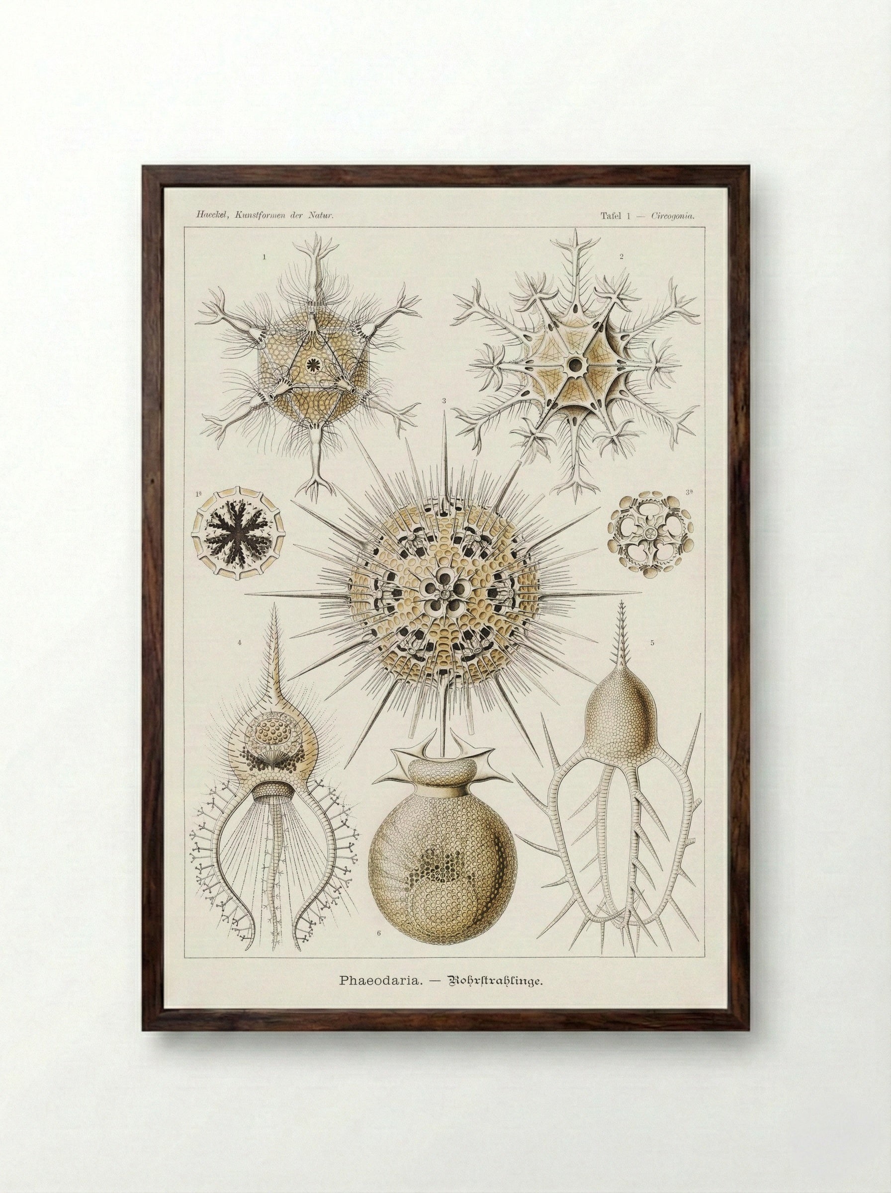 Phaeodaria-Rohrstrahlinge (1904) - Ernst Haeckel - Framed Print Dark Wood