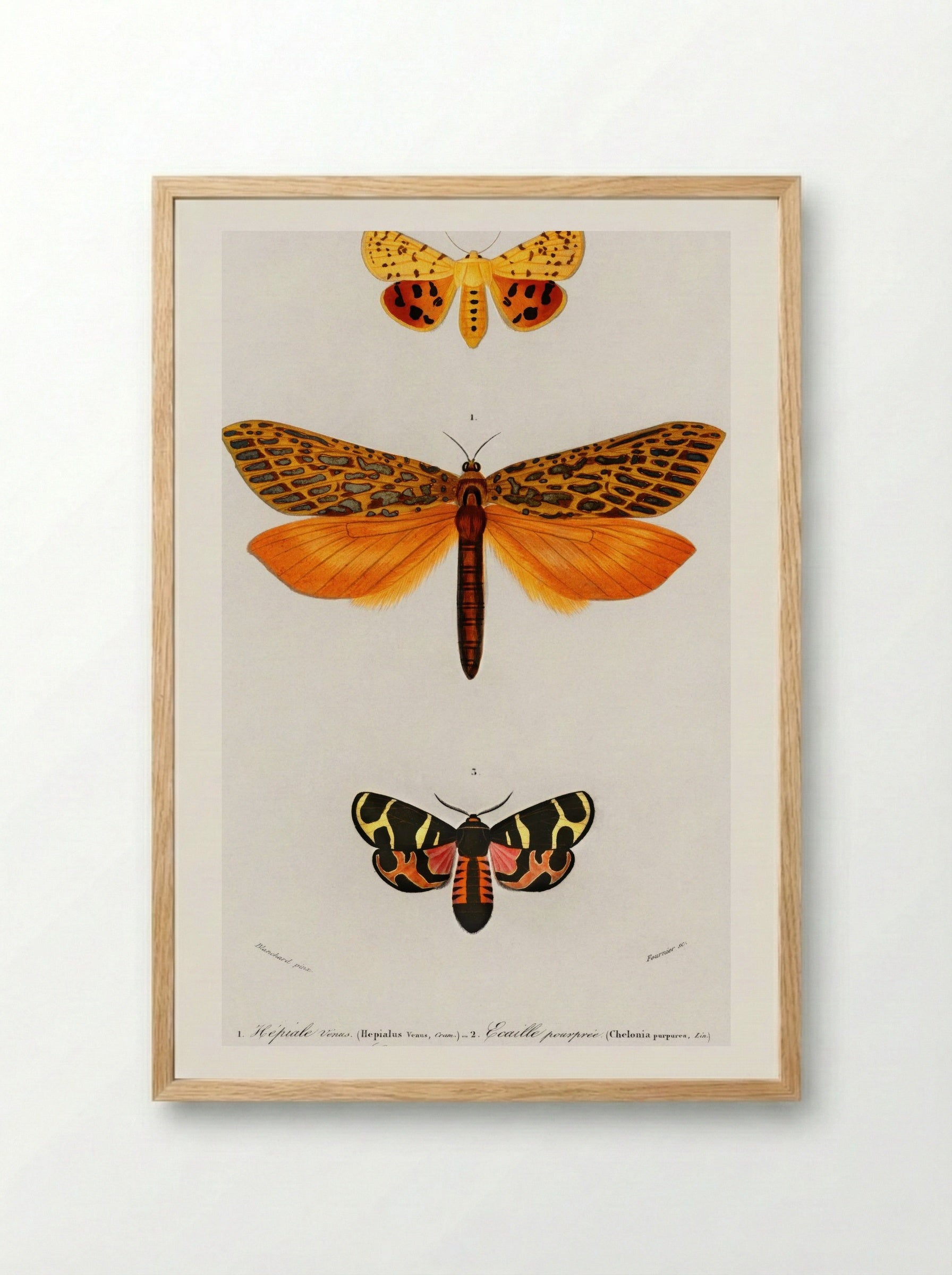 Different Types of Moths - Charles Dessalines D'Orbigny - Framed Print Wood