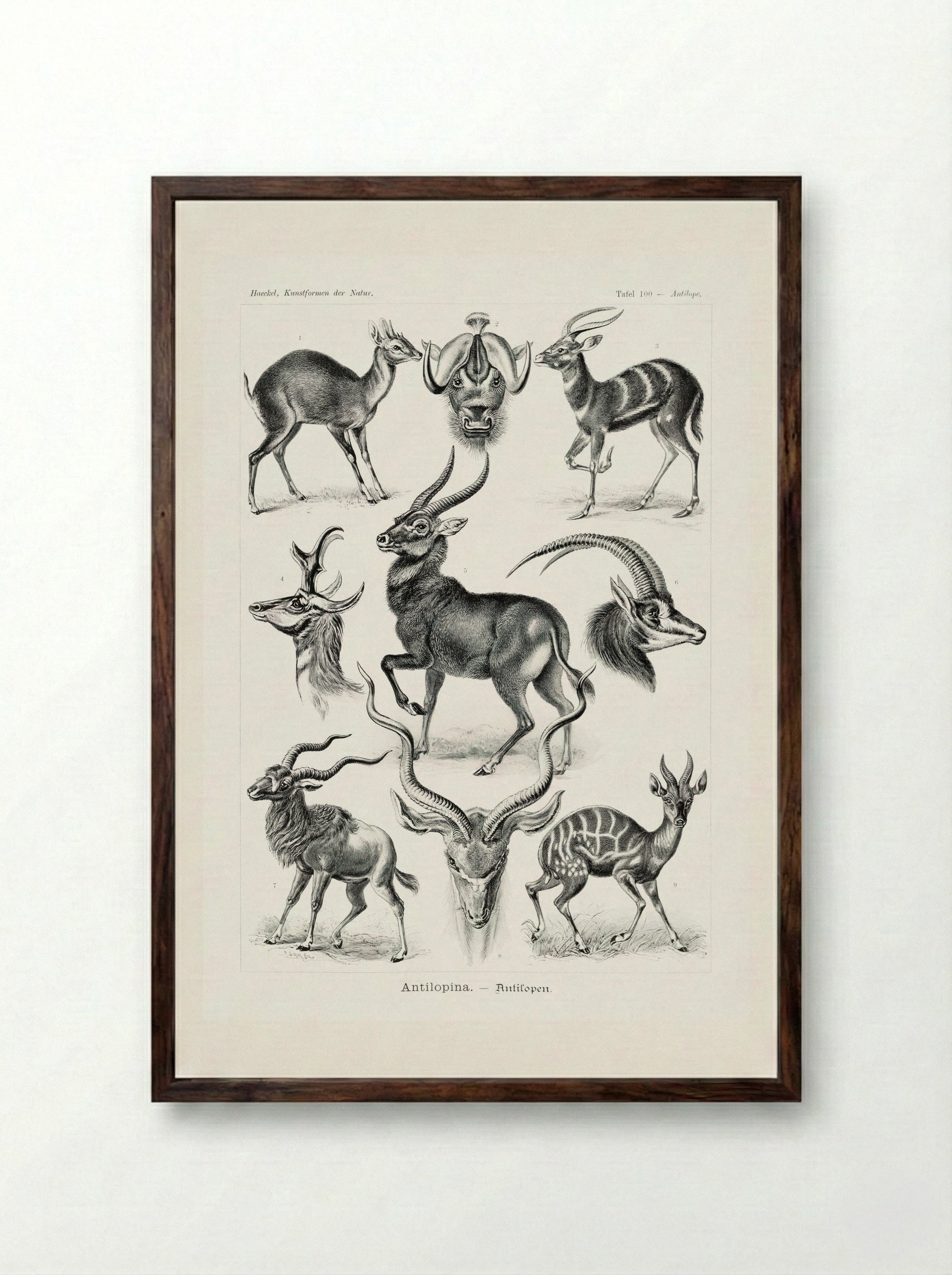 Antilopina-Antilopen (1904) - Ernst Haeckel - Framed Print Dark Wood