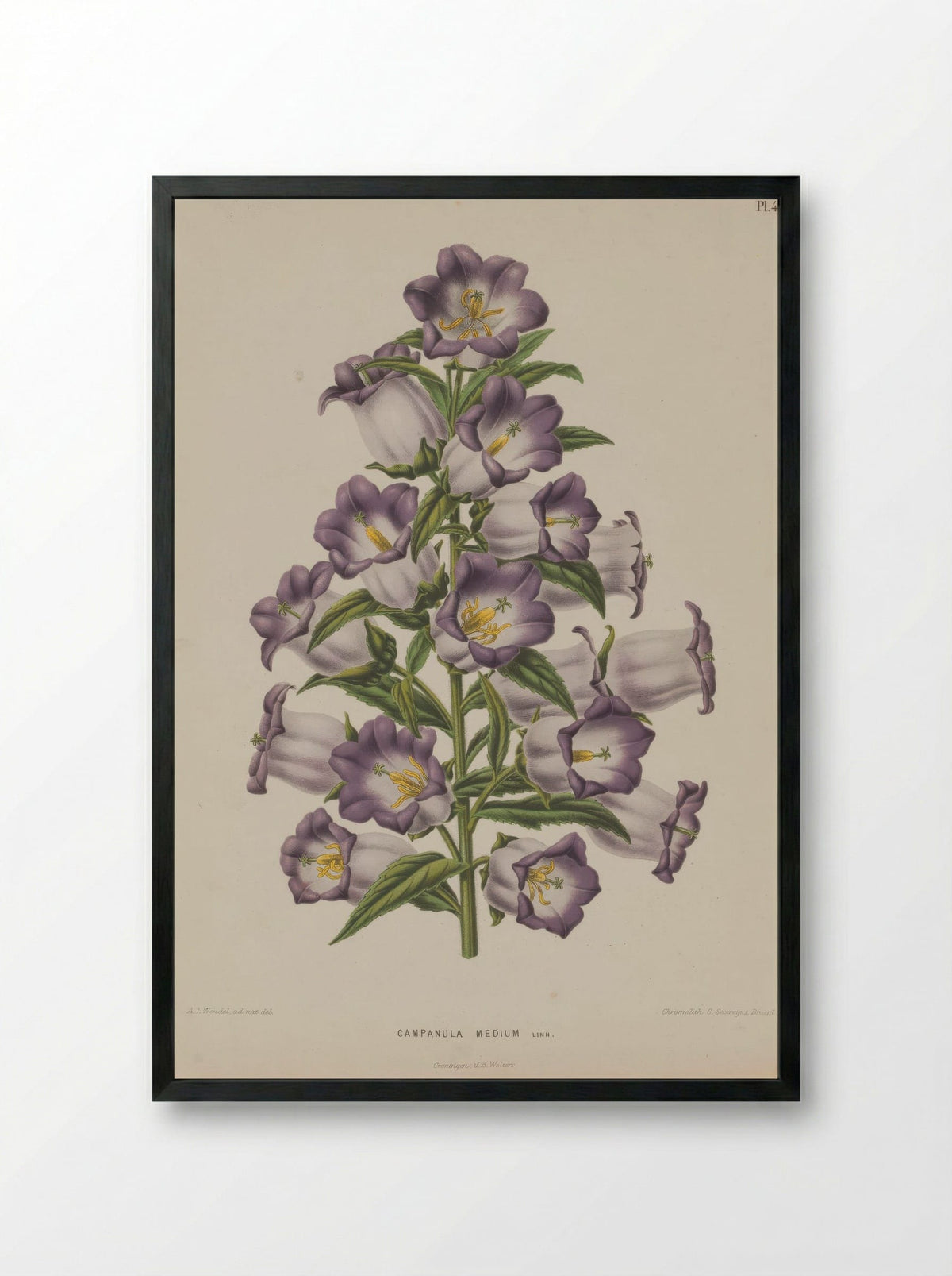 Campanula Medium L. - A. J. Wendel - Framed Print Black