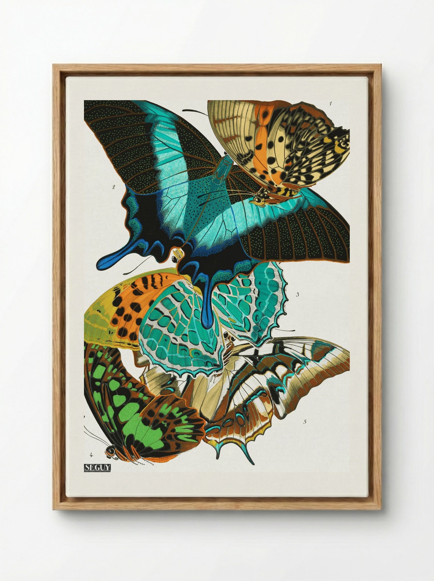 Butterflies (Plate 13) - Eugène Alain Séguy - Framed Canvas Wood