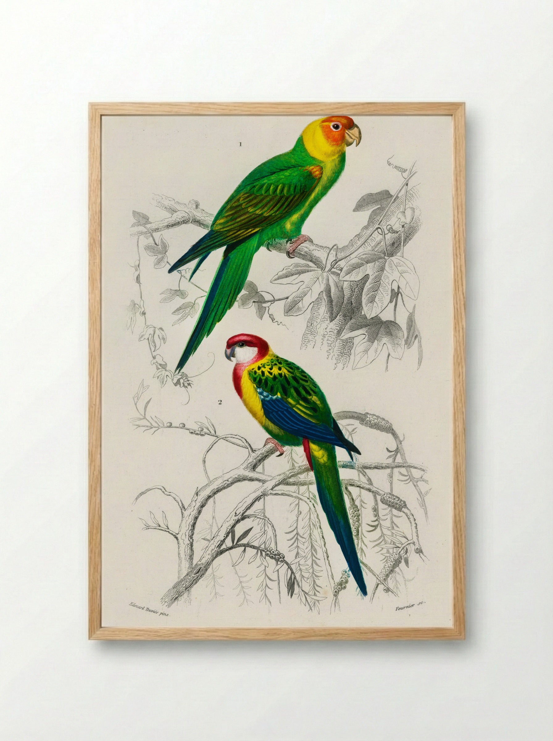 Different Types of Birds - Charles Dessalines D'Orbigny - Framed Print Wood