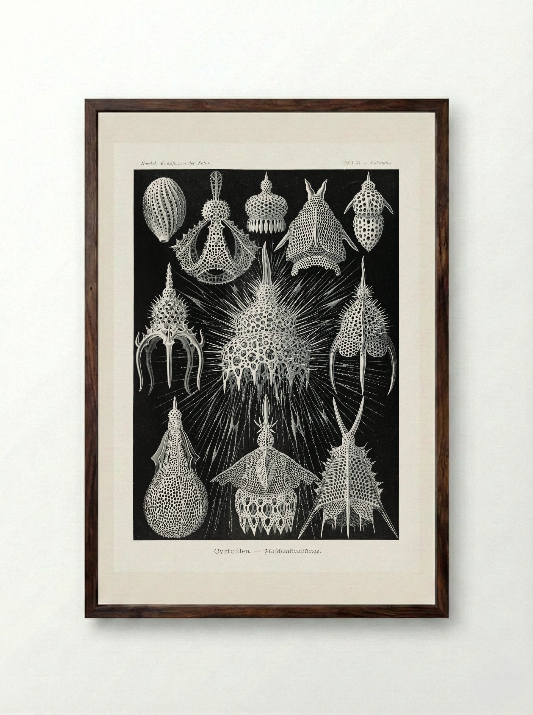 Crytoidea-Flaschenstrahlinge (1904) - Ernst Haeckel - Framed Print Dark Wood