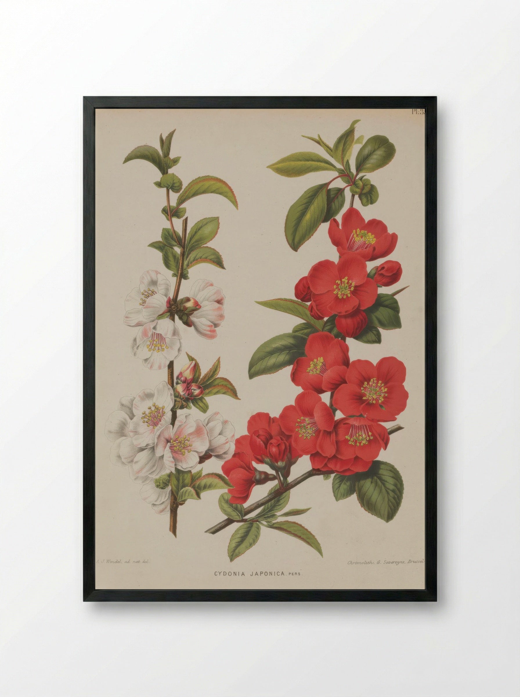 Cydonia Japonica Thunb. Pers. - A. J. Wendel - Framed Print Black