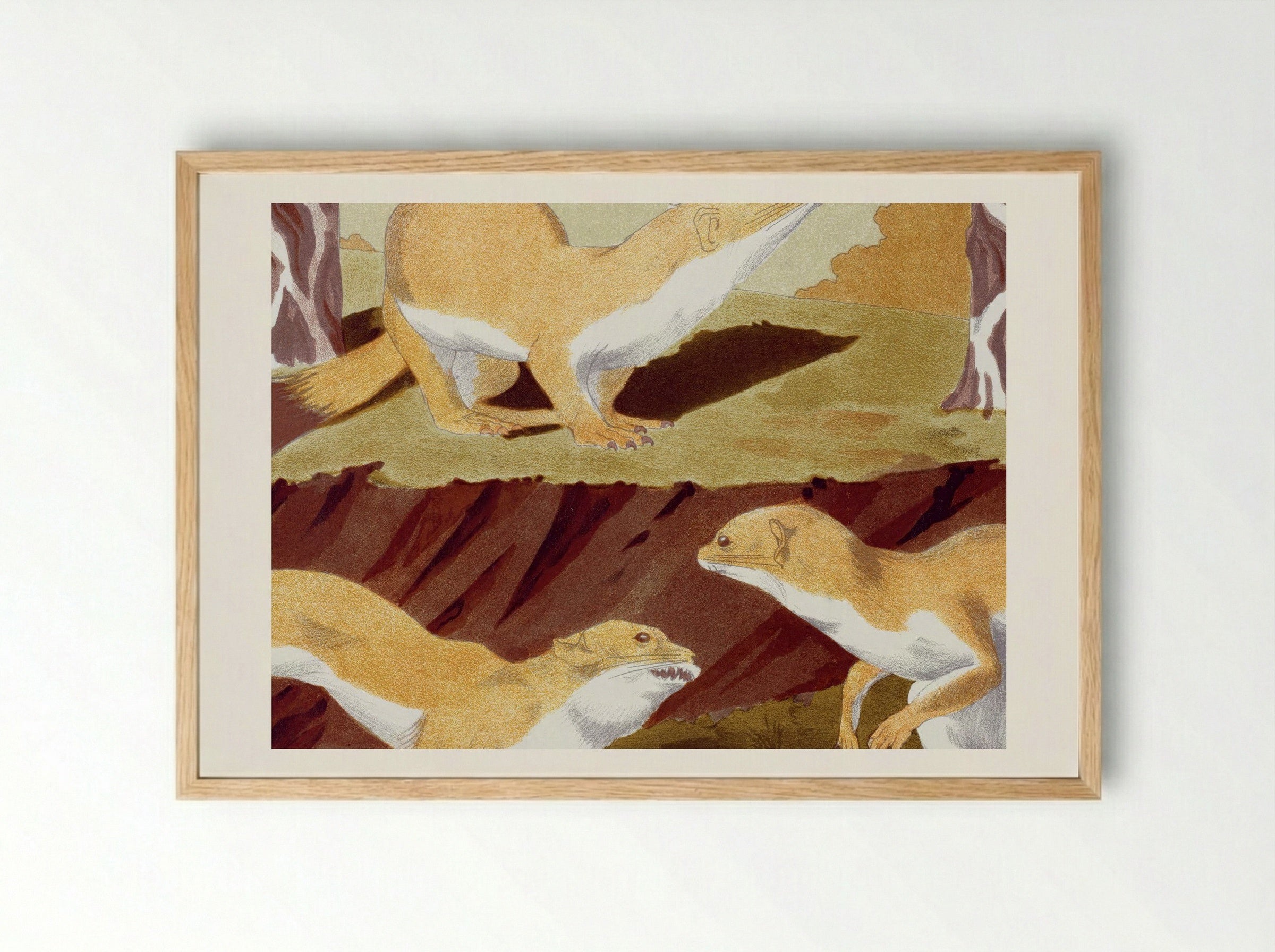 Hermines Vulgaires (Common Stoats) - Maurice Pillard Verneuil - Framed Print Wood