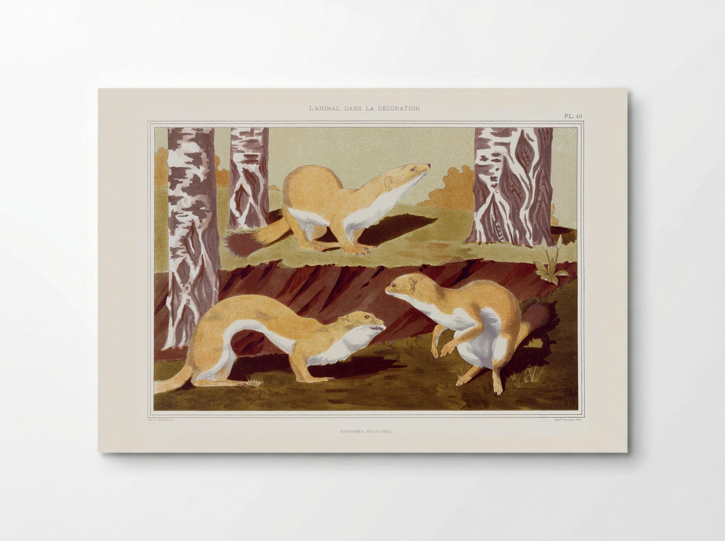 Hermines Vulgaires (Weasels) from L'animal dans la décoration - Maurice Pillard Verneuil - Poster
