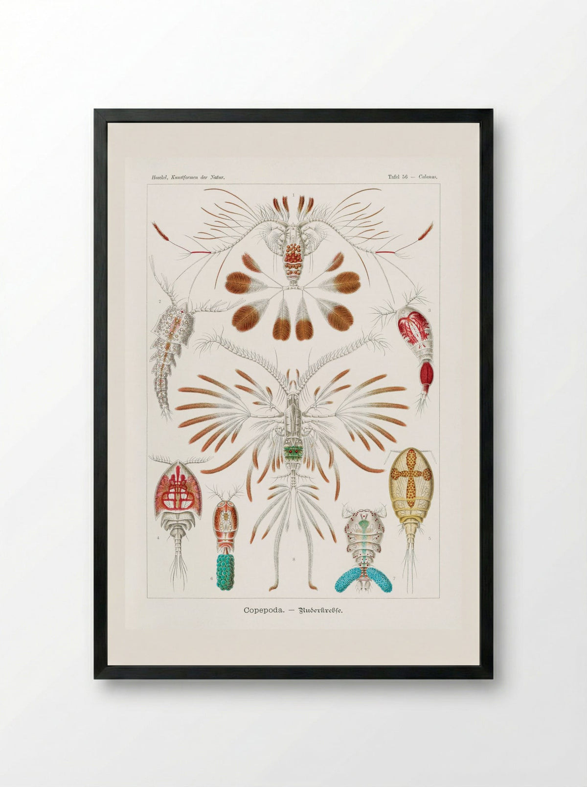 Copepoda-Ruderkrebse (1904) - Ernst Haeckel - Framed Print Black