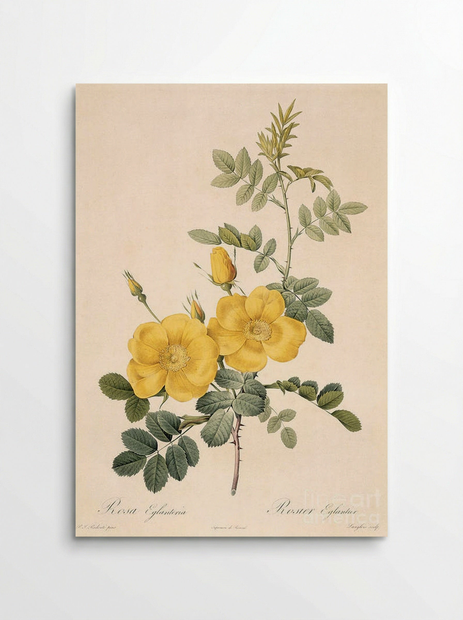 Rosa Eglanteria - Pierre-Joseph Redouté - Poster