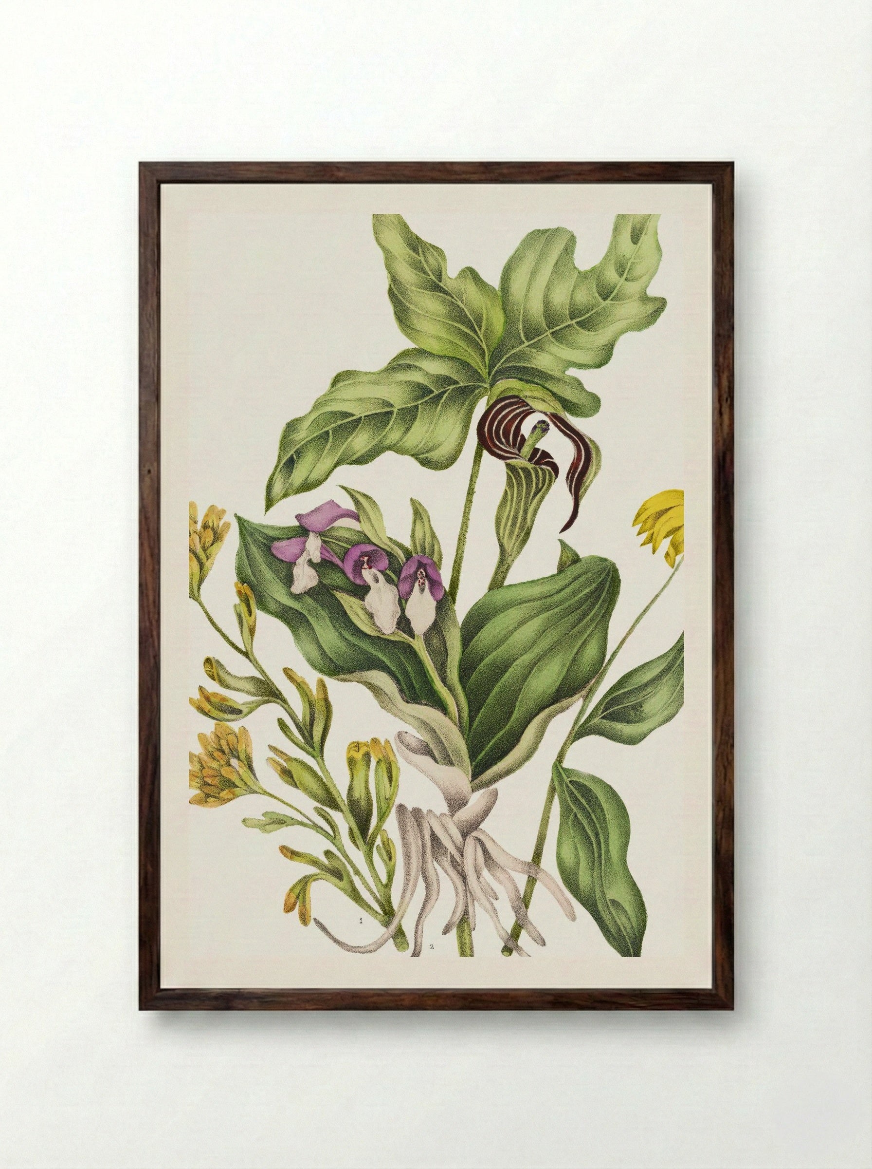 Castilleia Coccinea (1869) - Unknown Artist - Framed Print Dark Wood