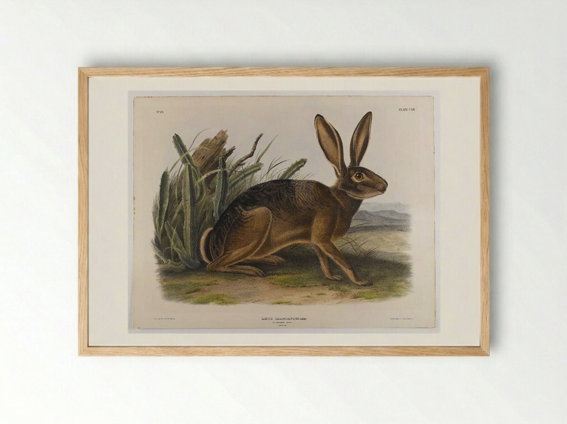 California Hare - John James Audubon - Framed Print Wood