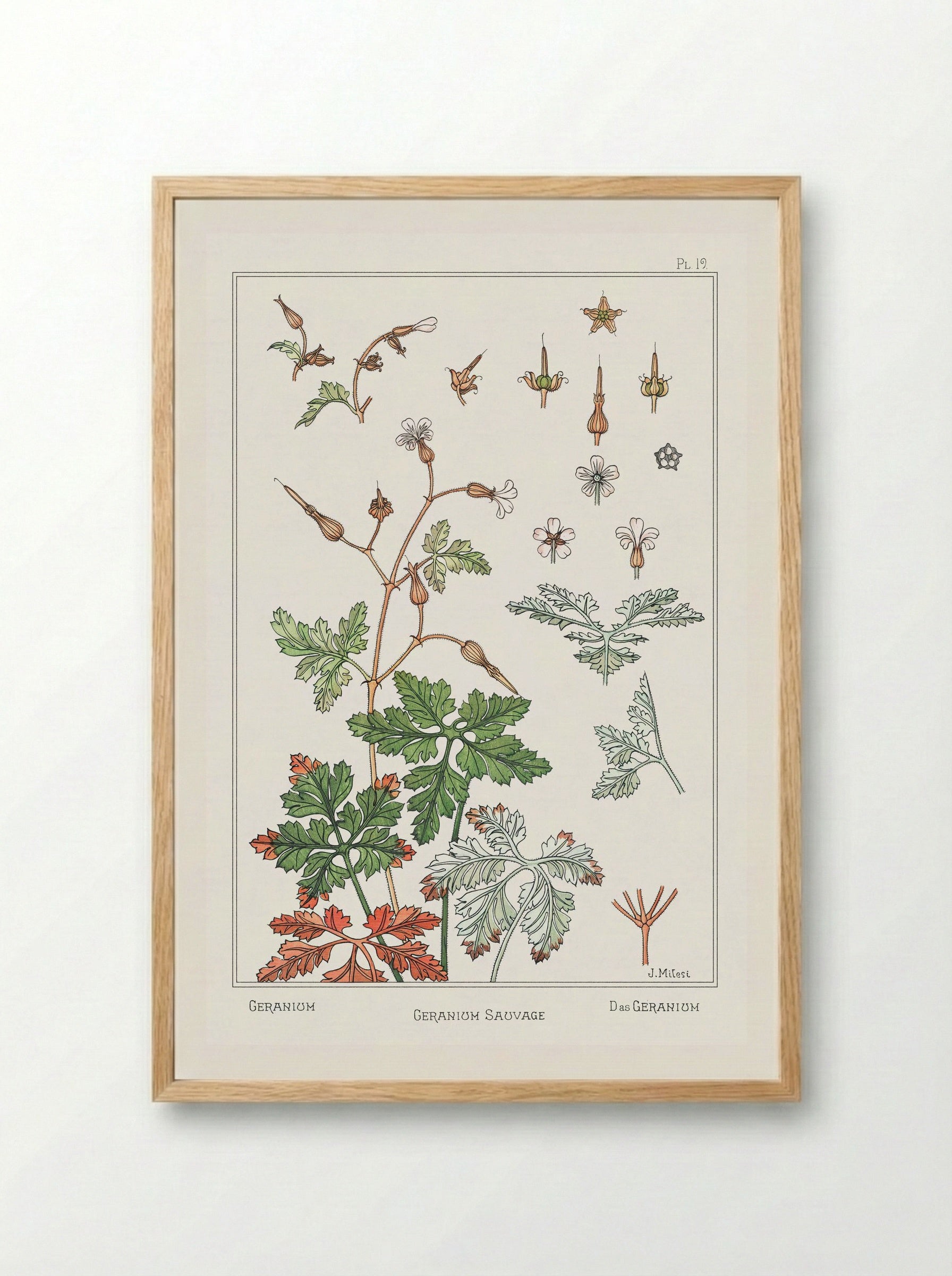 Geranium sauvage - Maurice Pillard Verneuil - Framed Print Wood